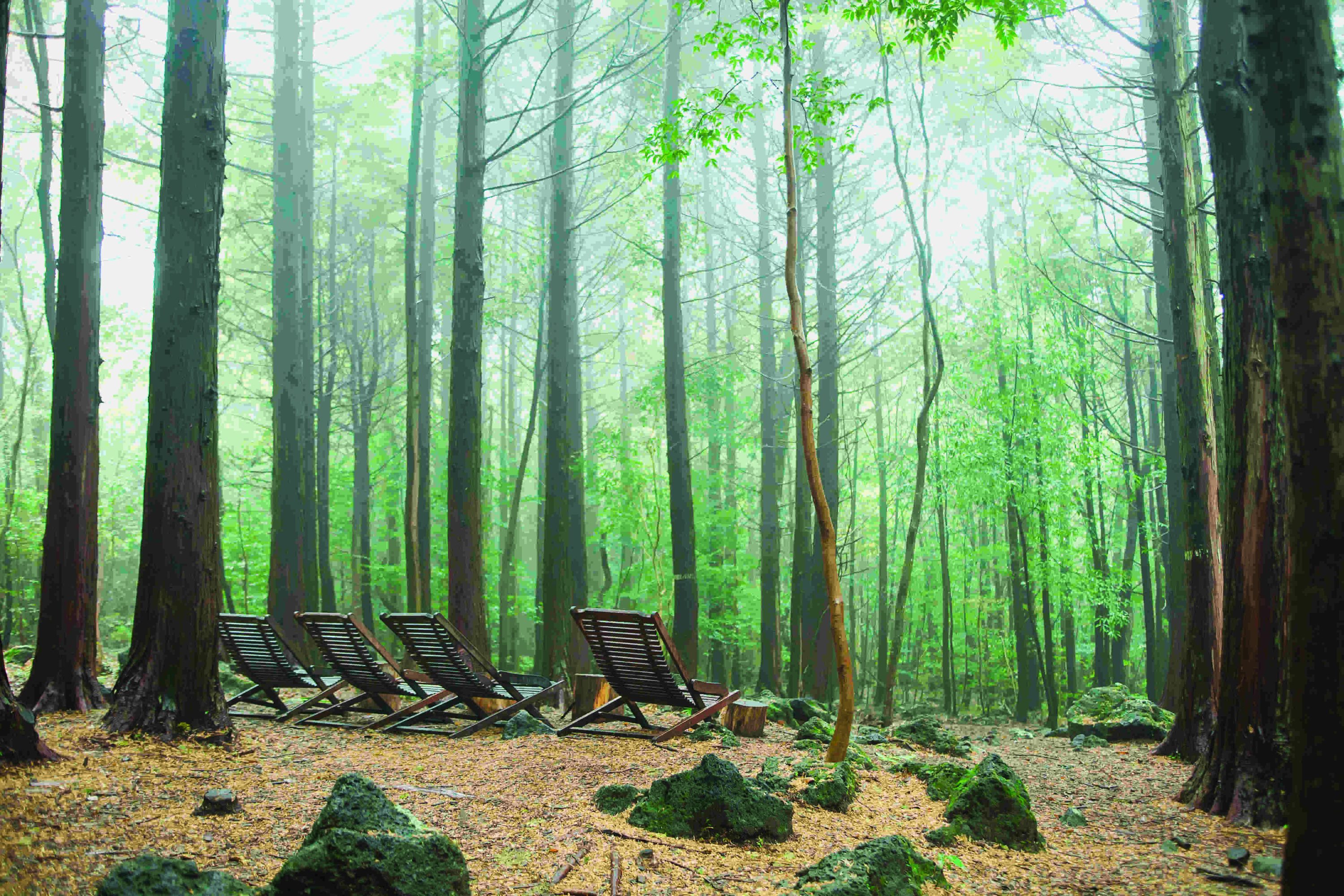 copy-of-seogwipo-forest-of-heali