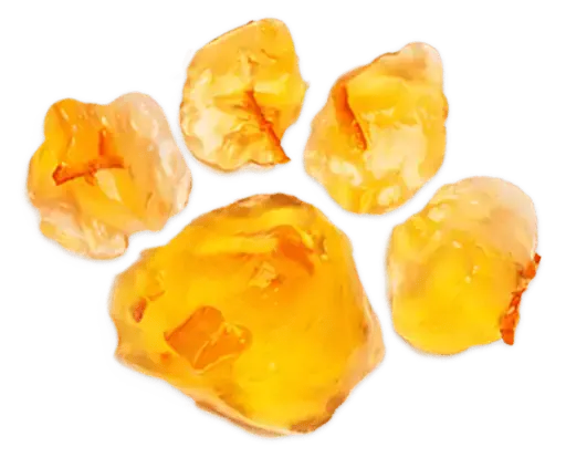 padd_paw_print_left_rgb-1