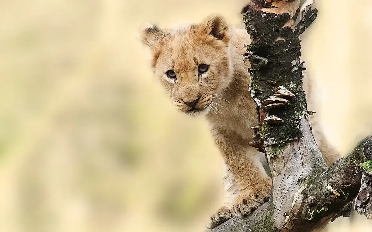 lion cub