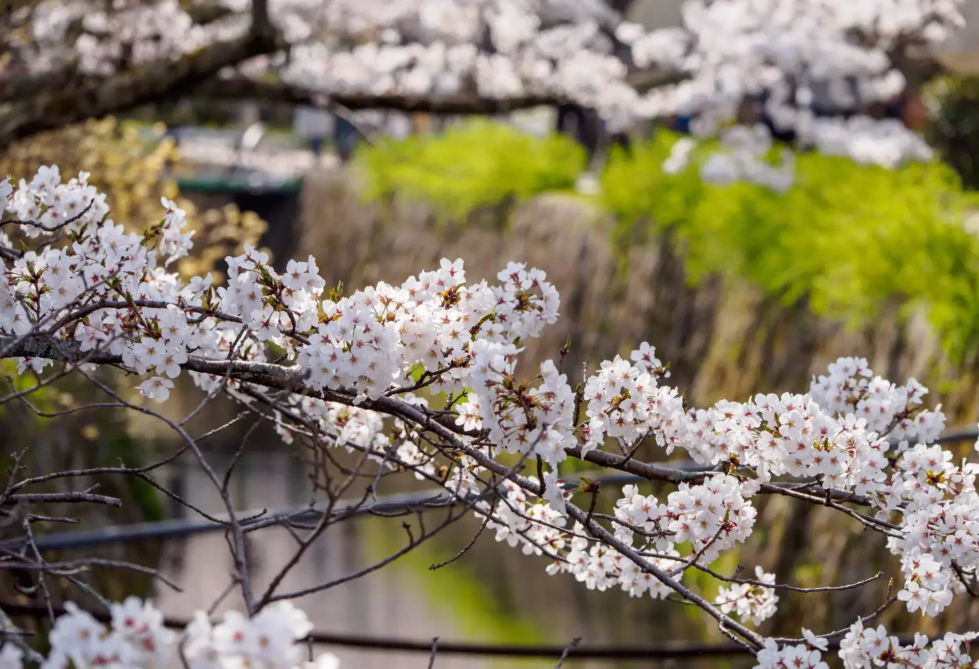 Japan Kyoto Cherry Blossom 
