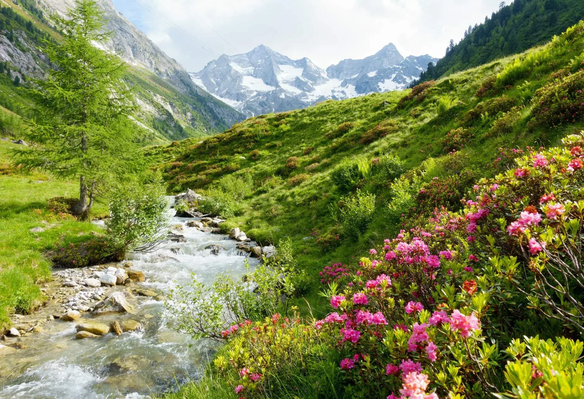 Wildbach im frühlingshaften Hochgebirge mit Alpenrosen im Vordergrund 