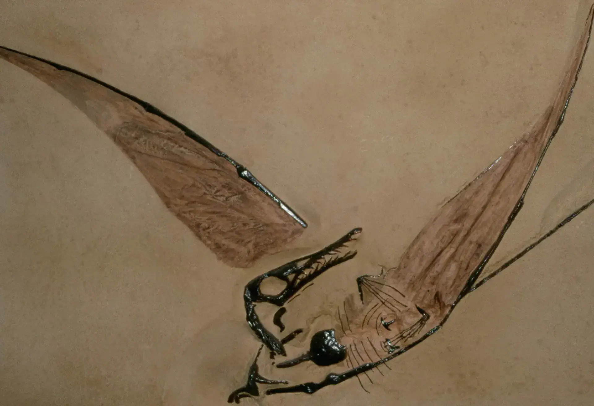 THEME_Jurassic_-pterosaur