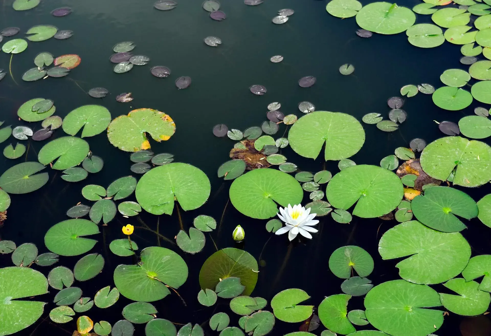 THEME_NATURE_LILLIES_POND_GettyImages