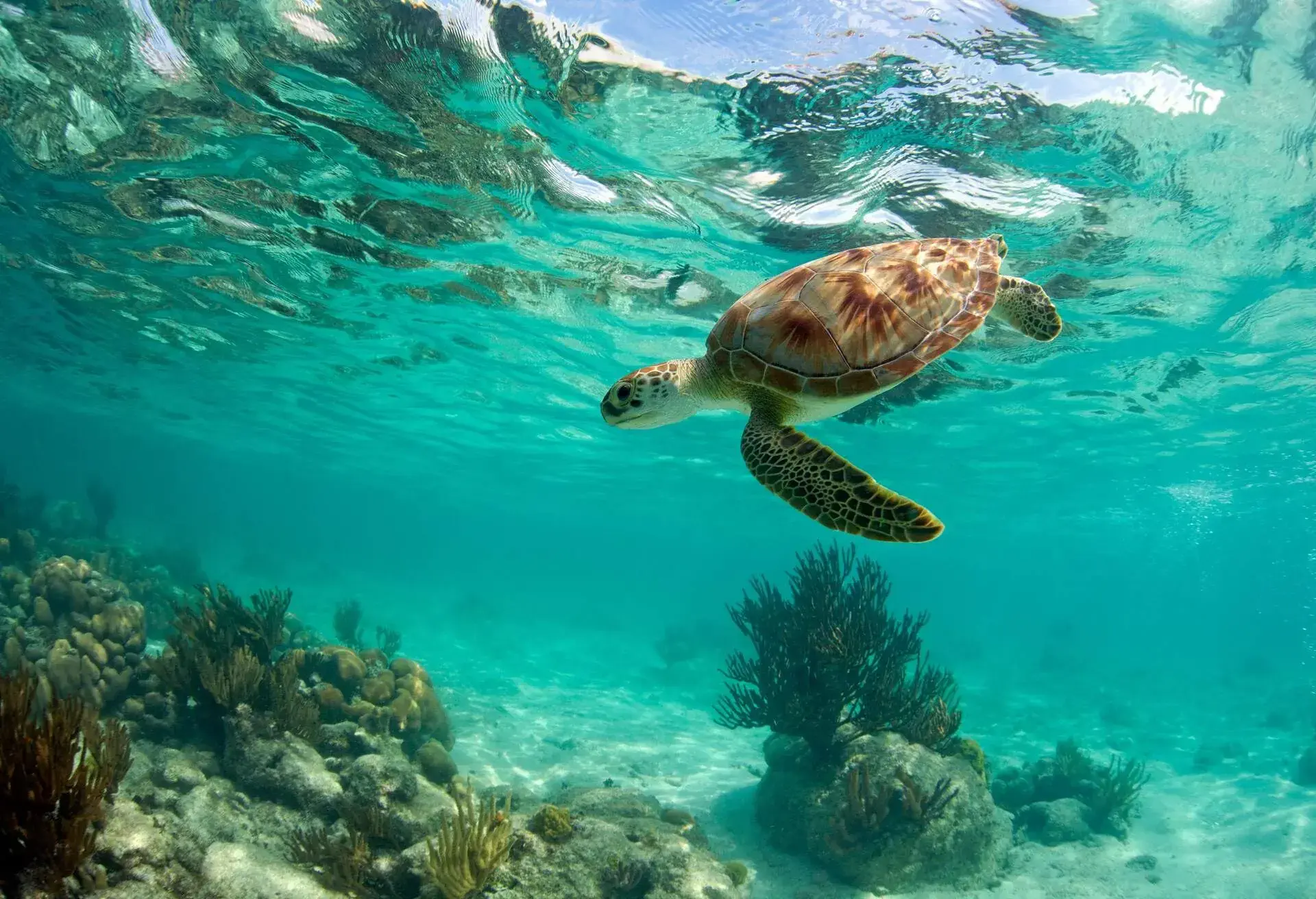 A turtle in turquoise waters in Cancun Mexico