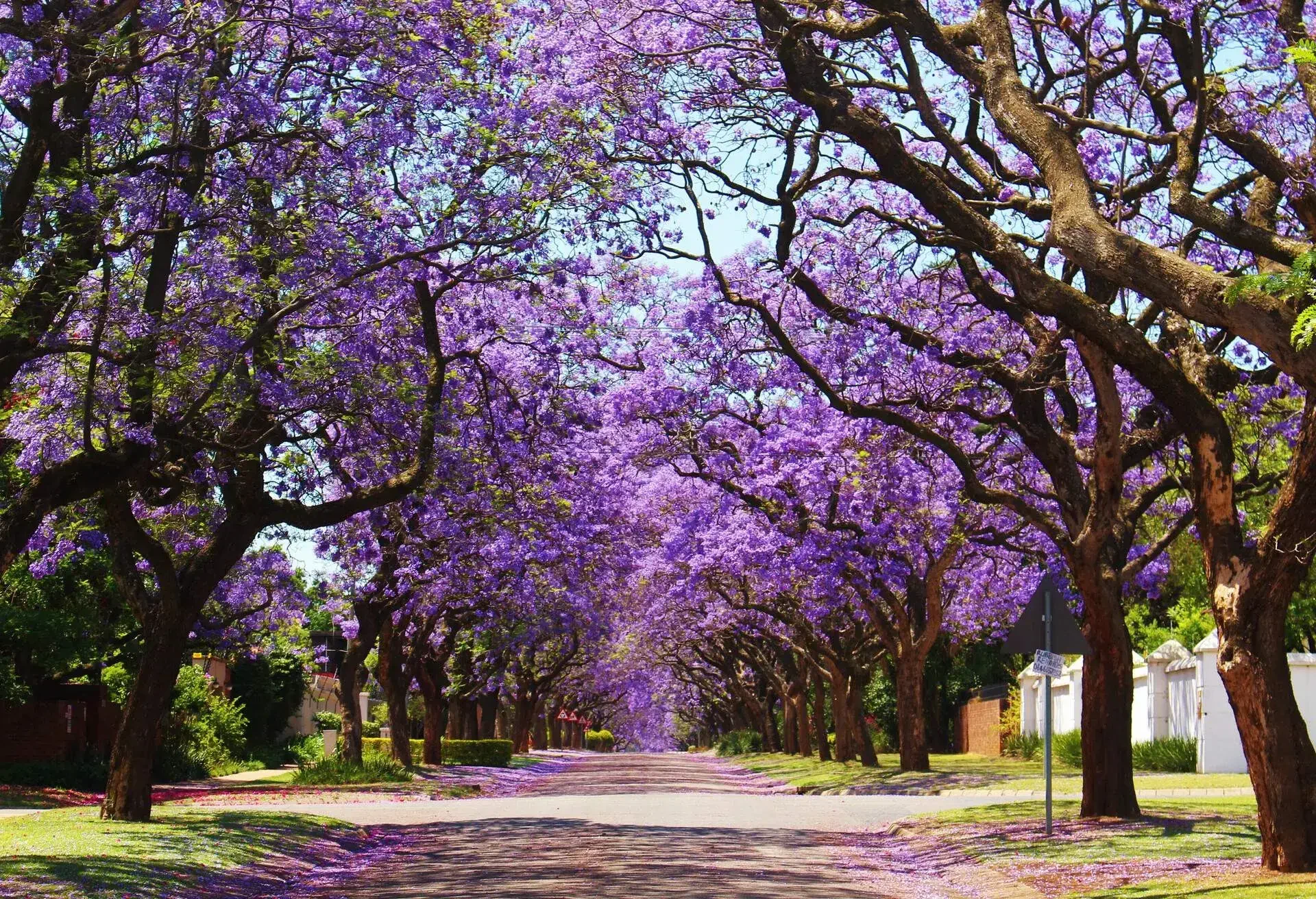 JACARANDA-TREE_SPRING