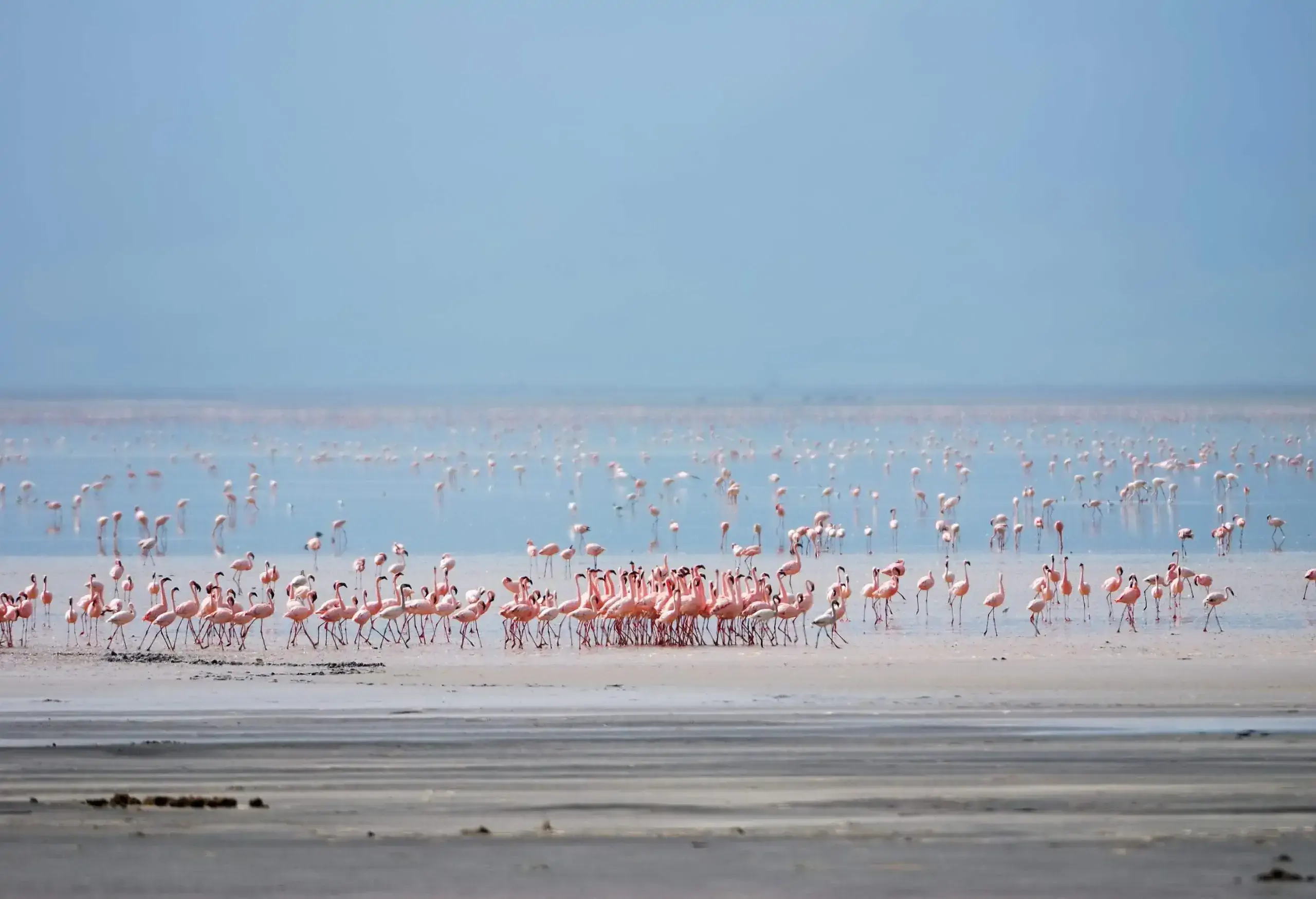 A flamboyance of flamingos wandering on a lake's shallow waters.