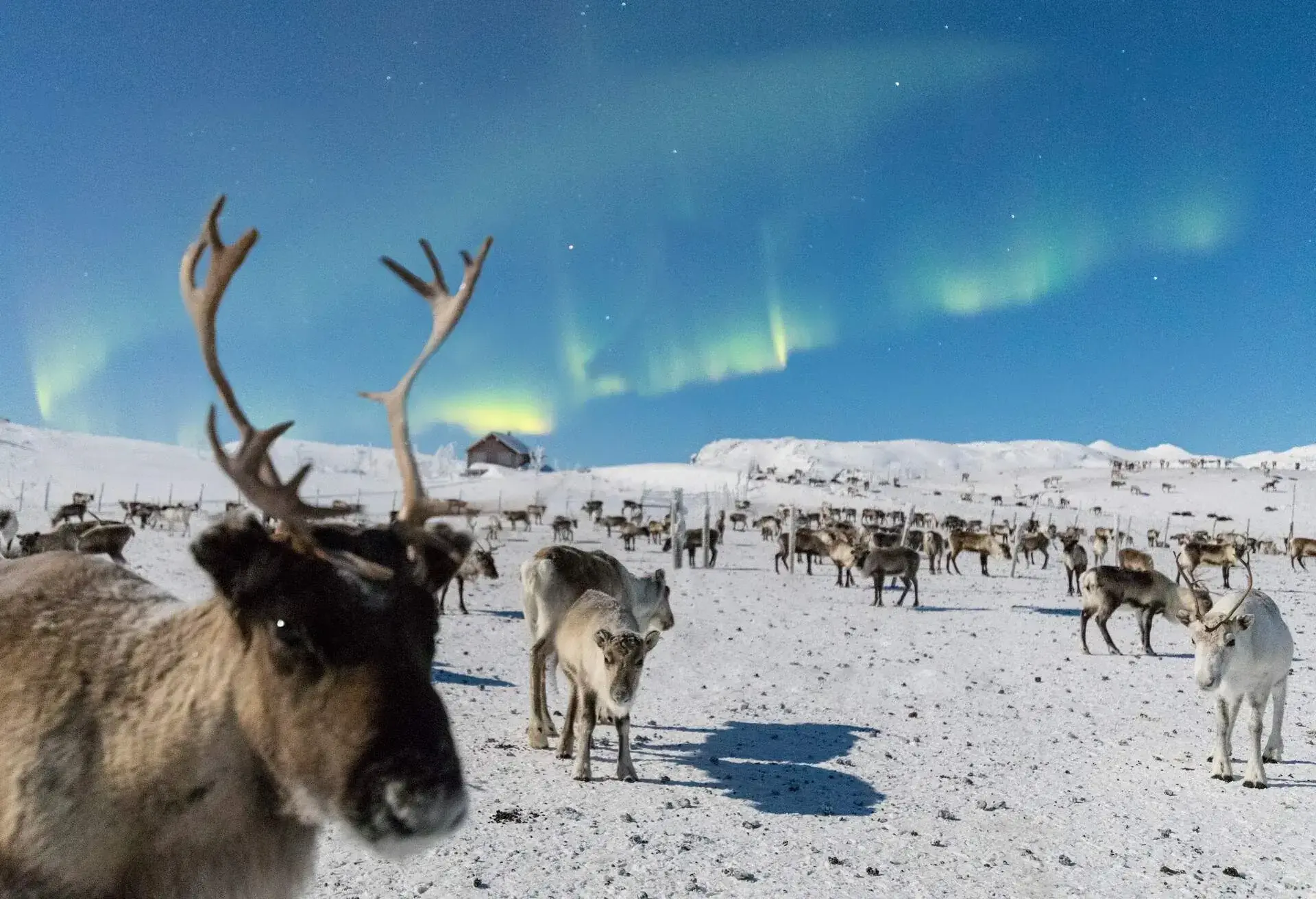 A herd of reindeer on an open snowy field under the Northern Lights in the afternoon