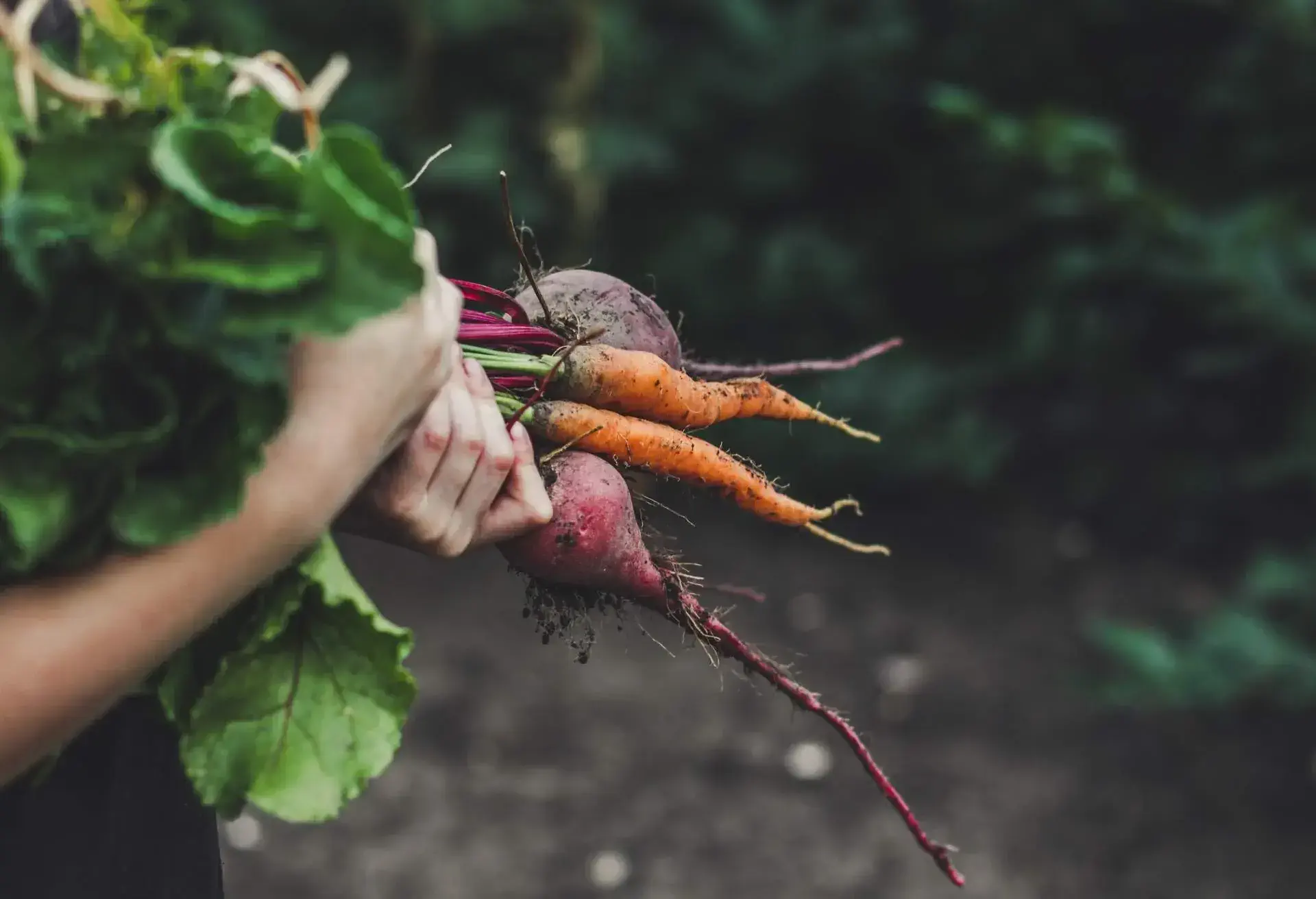 A person that holds some freshly-picked vegetables