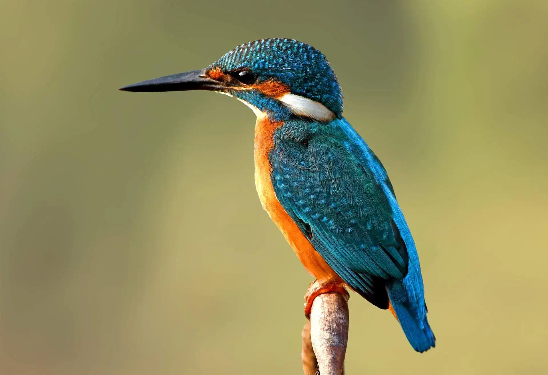 Beautiful bird with bright blue and orange colours