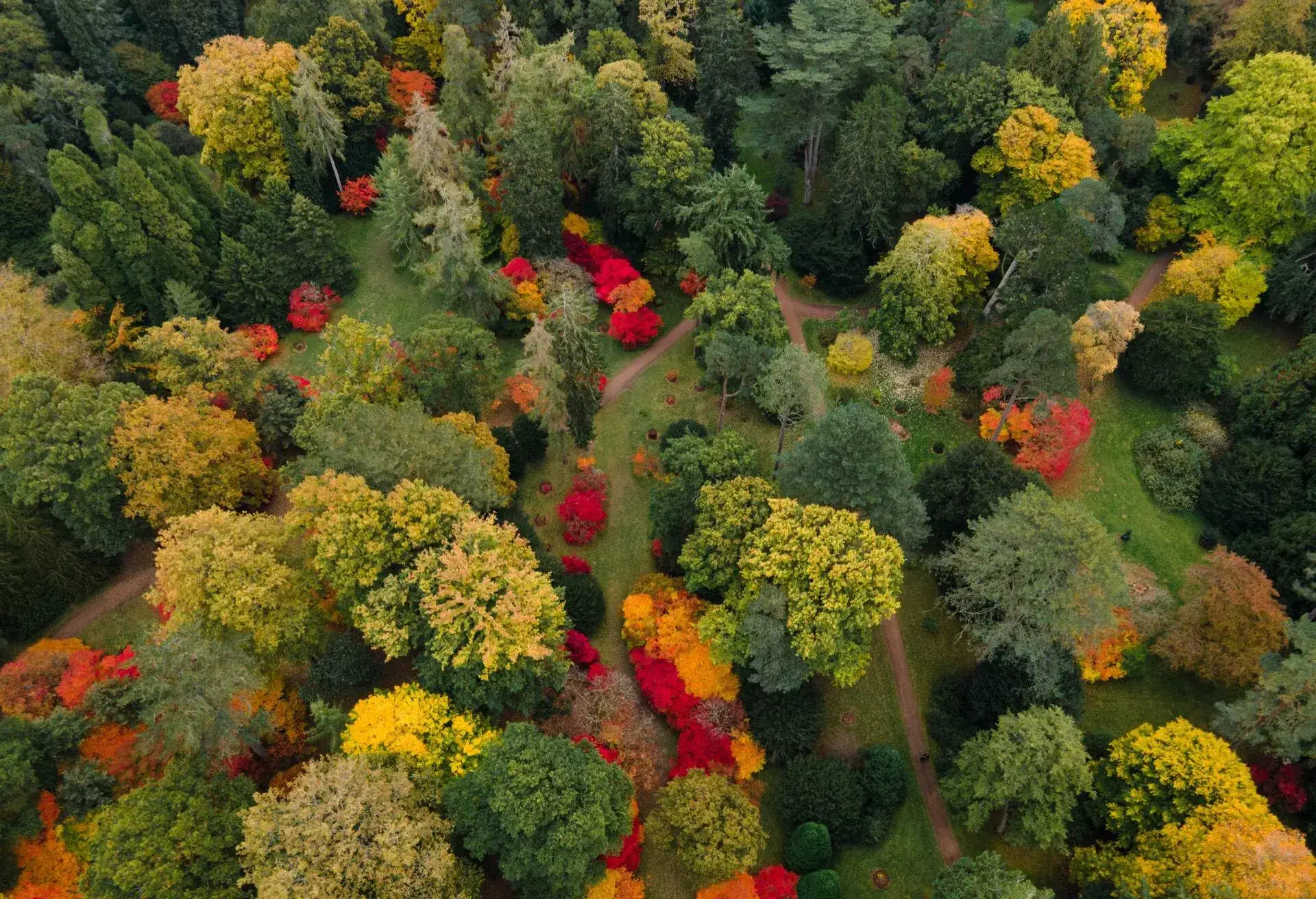 Forest with bright autumn colours