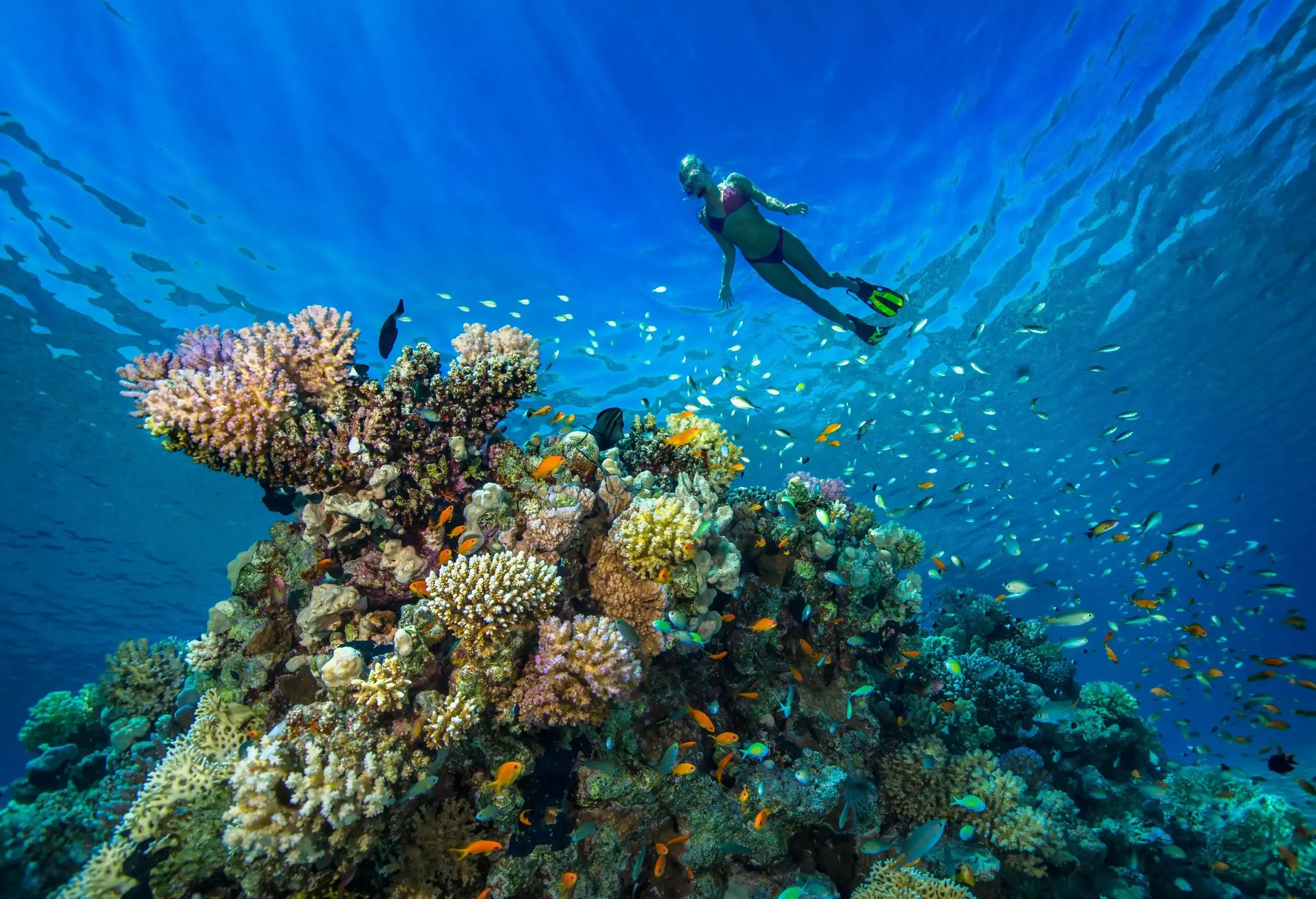 Underwater view of a woman snorkelling above colourful coral