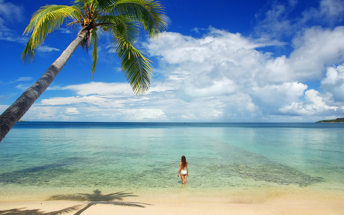 palm and ocean in Fiji