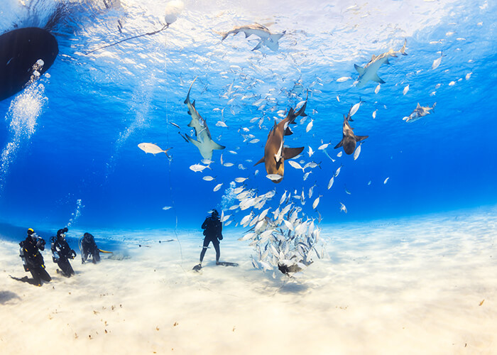 nicolasvoisin44 / Shutterstock.com