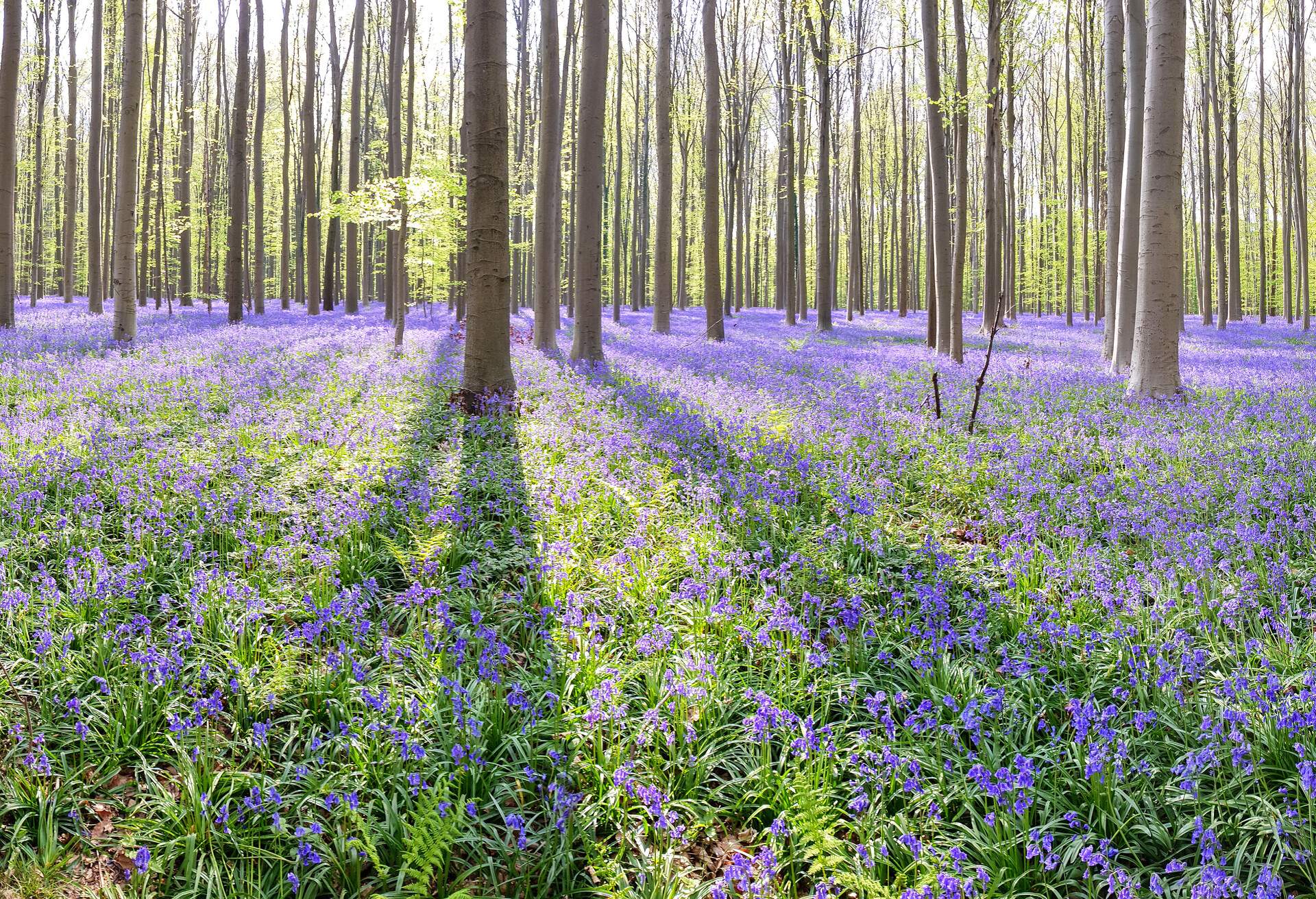 The forest of Halle is known in the region for its bluebell carpet which covers the forest floor for a few weeks each spring, attracting many visitors.