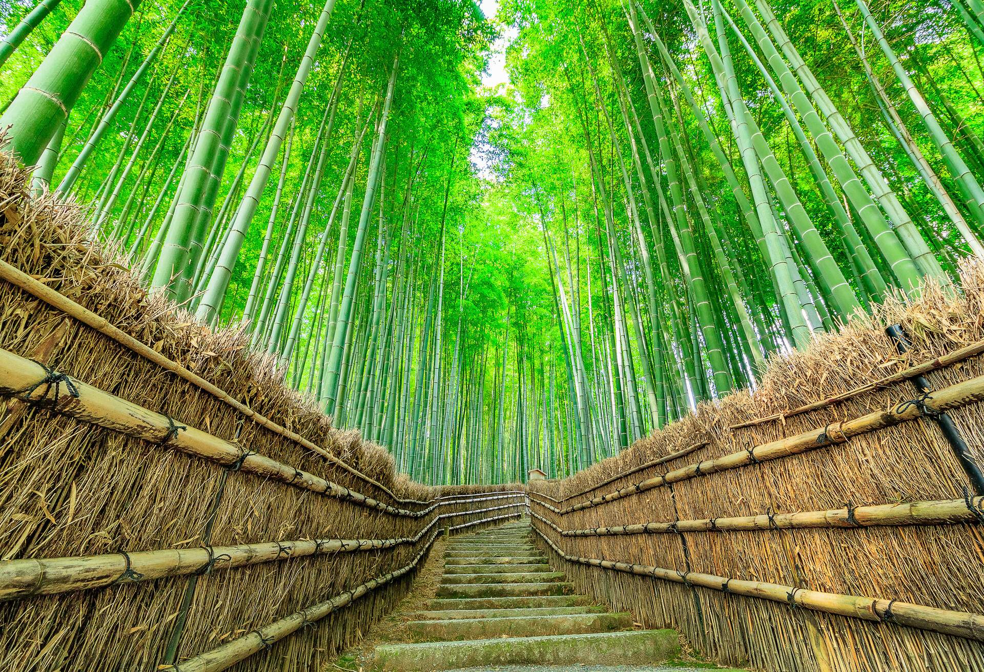 JAPAN_KYOTO_BAMBOO_FOREST