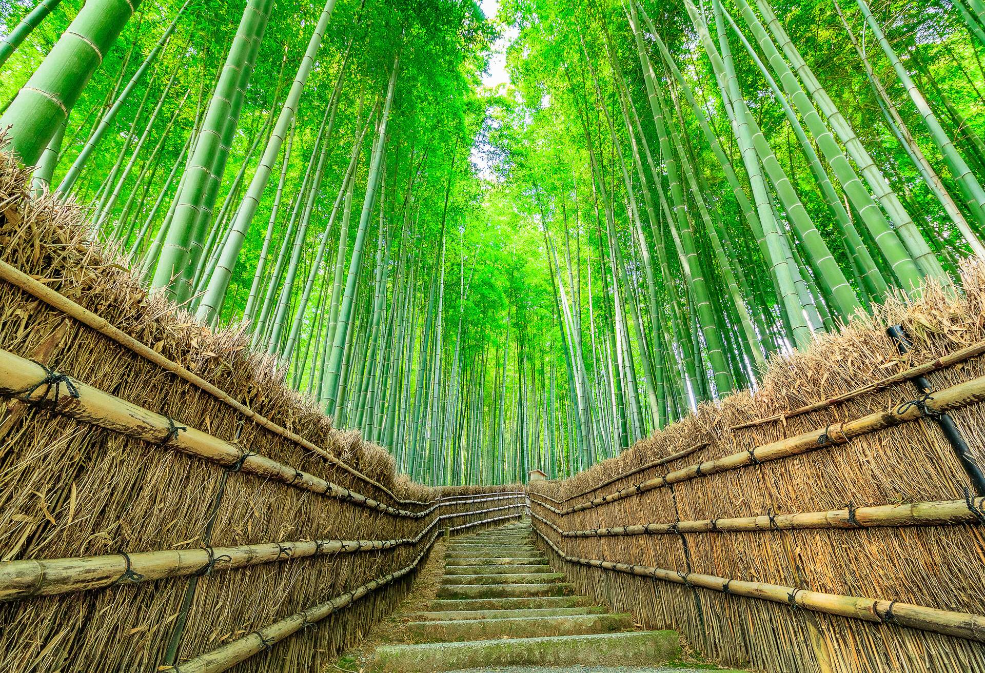 Kyoto bamboo forest