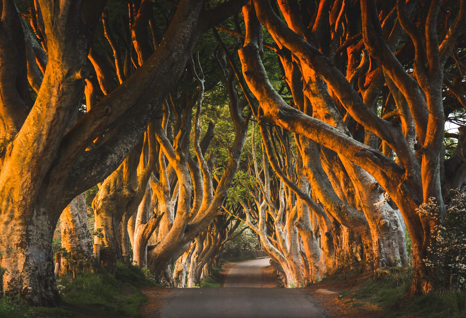 The Dark Hedges trees tunnel, County Antrim, Ulster region, Northern Ireland, United Kingdom.