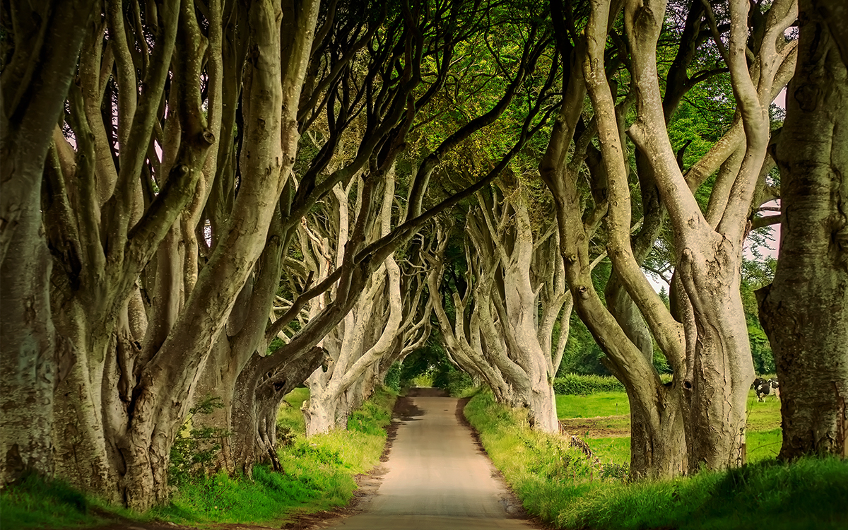 The Dark Hedges are one of the most recognised places in the world