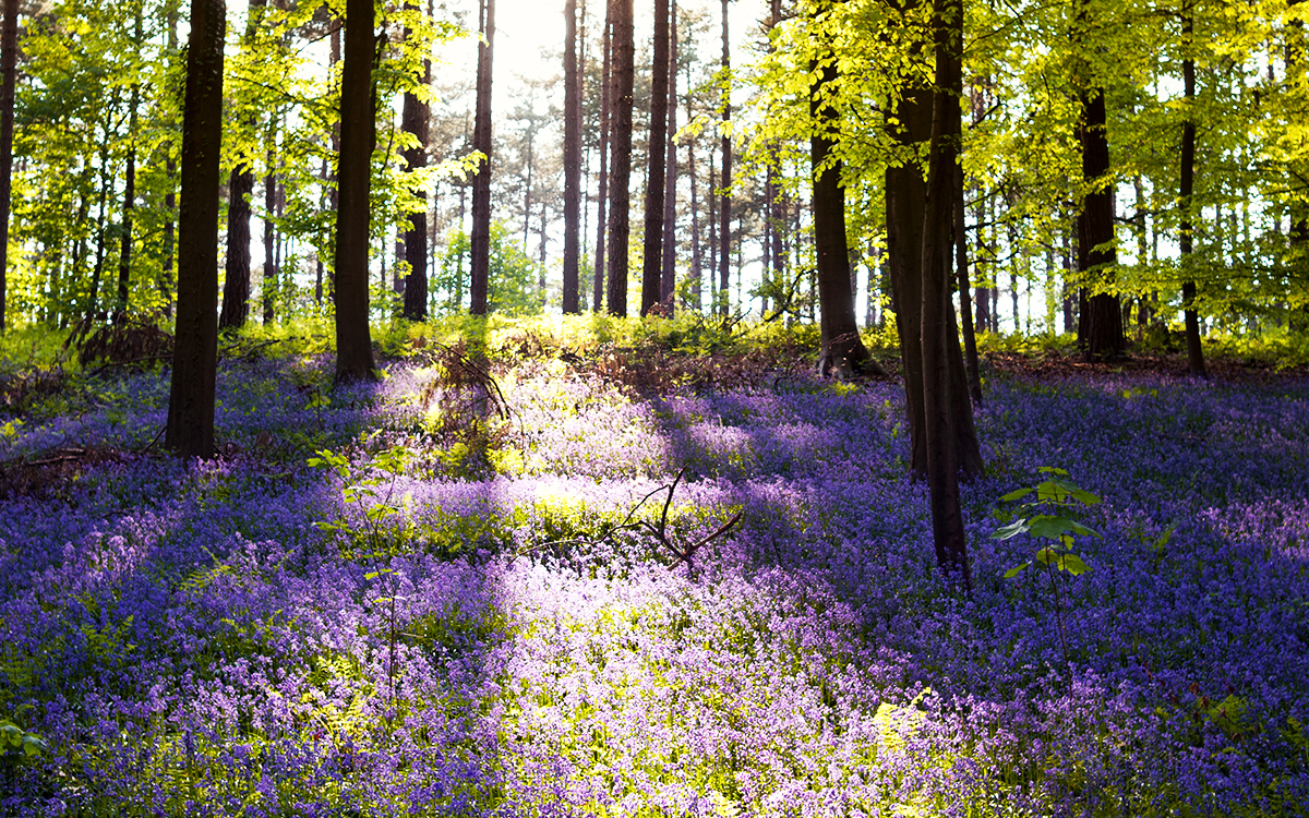 Bluebells in bloom in Hallerbos Forest