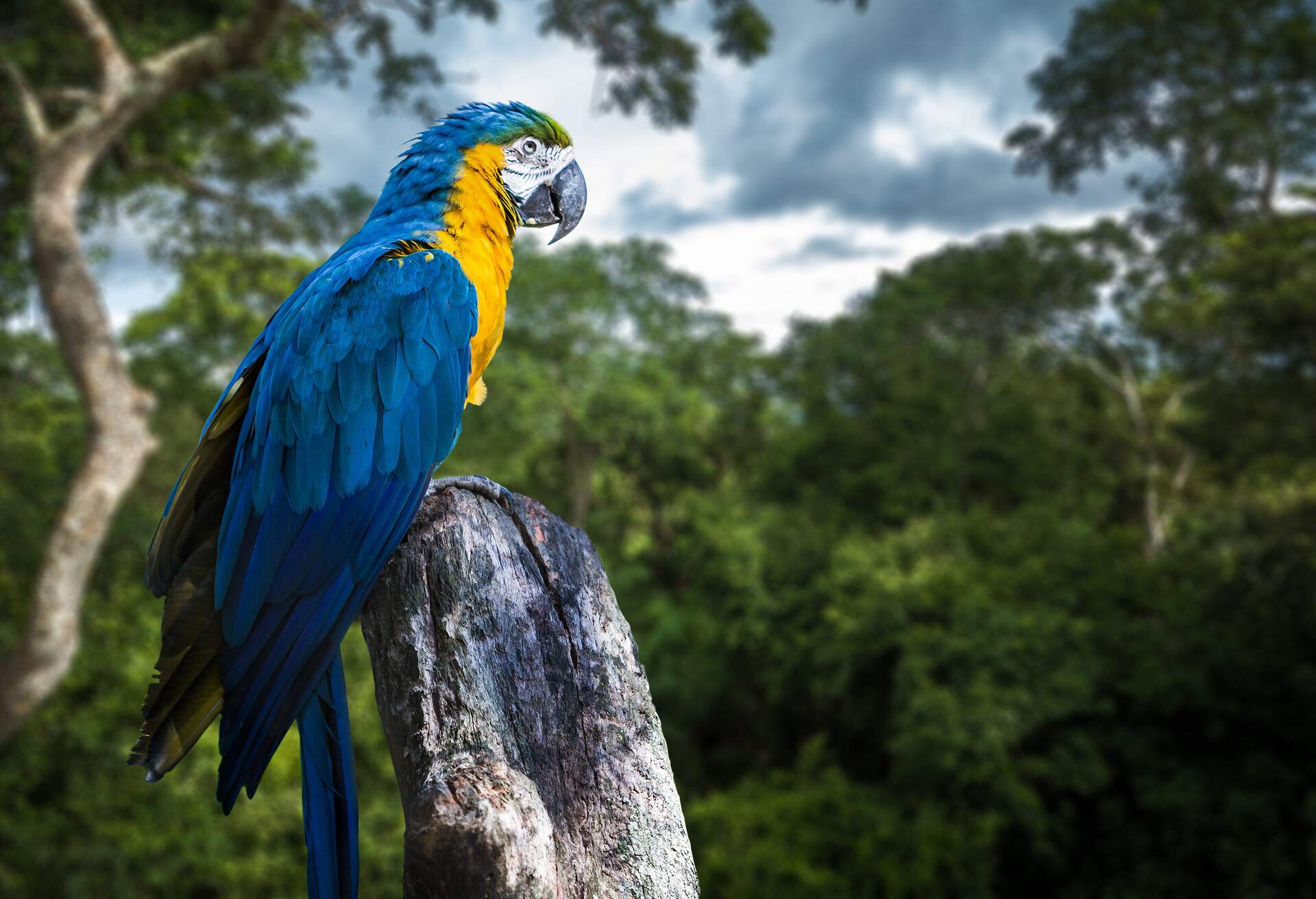 Blue and Yellow Macaw on forest