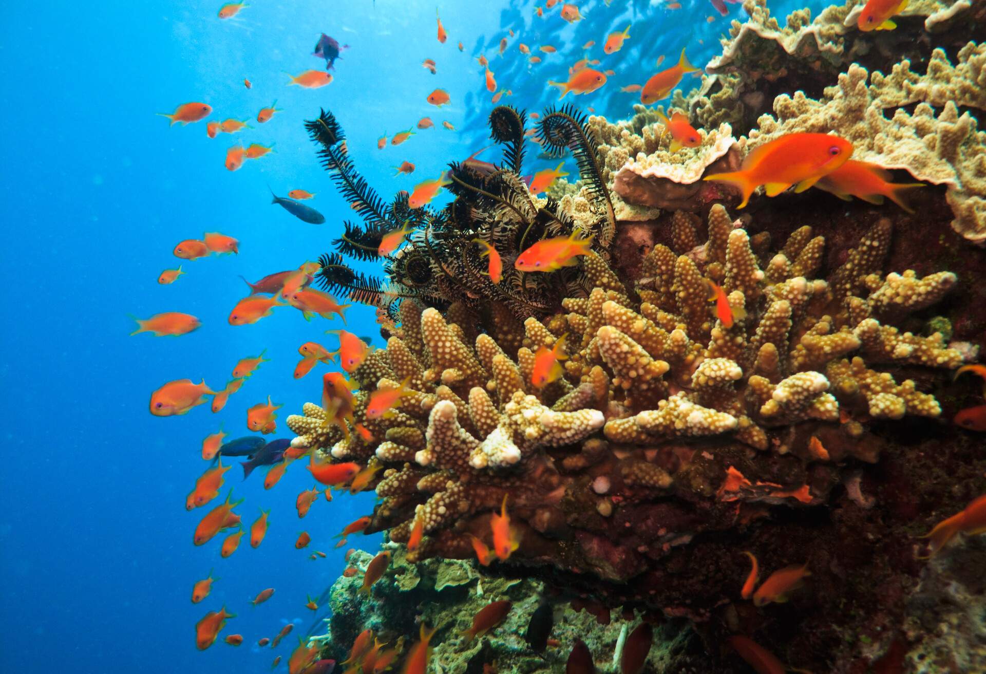 Stony Coral Colony and soldier fish Great Barrier Reef Australia