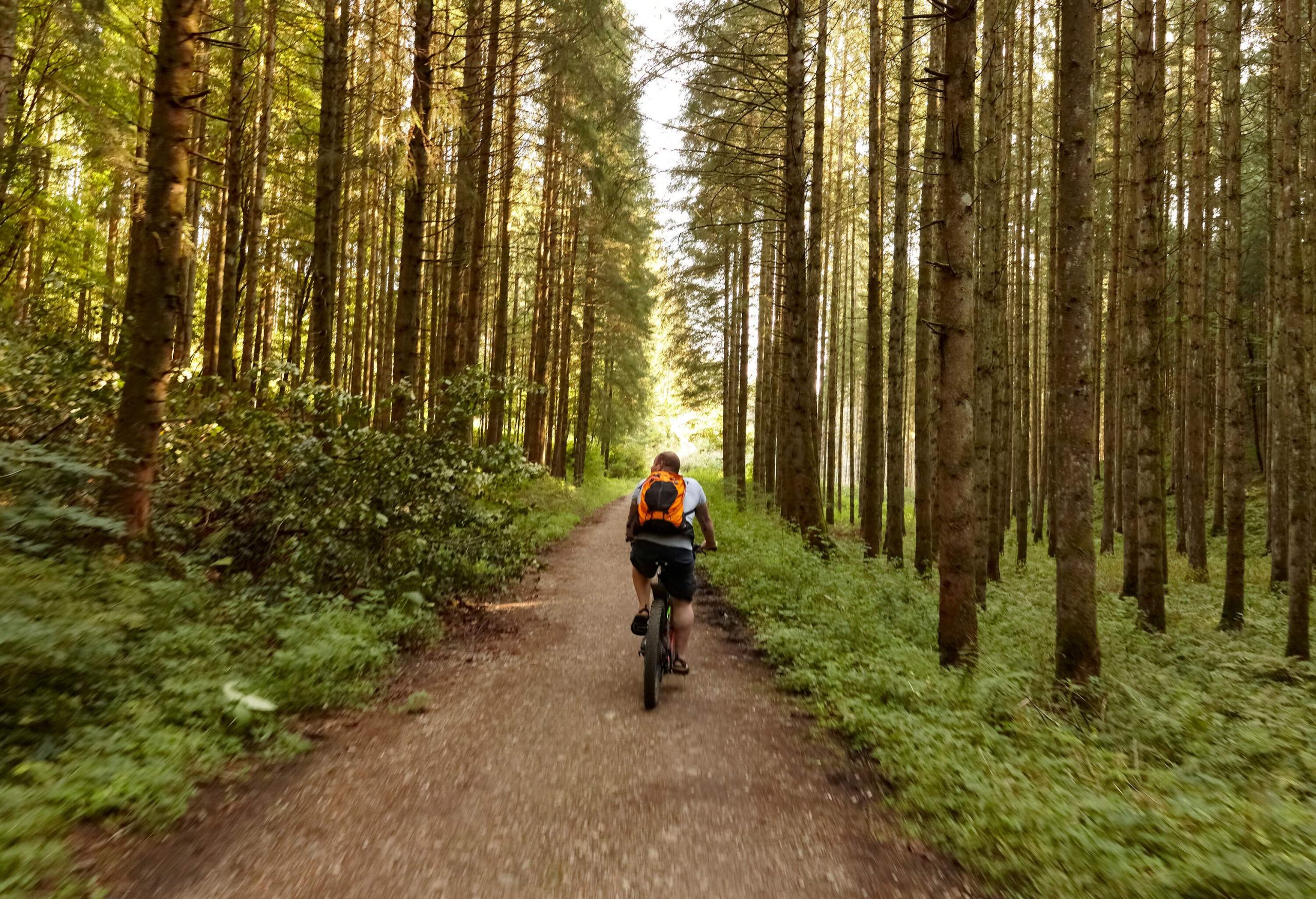 A man bikes on an unpaved pathway in the middle of tall trees in a forest.