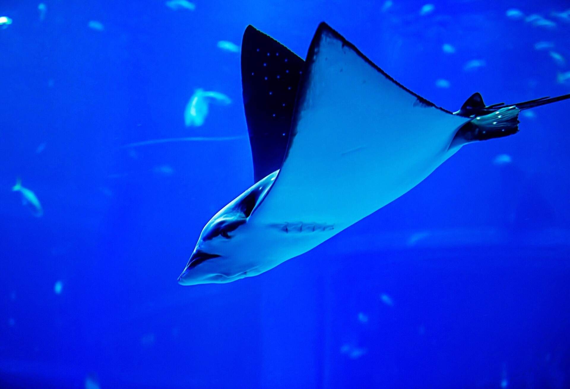 OSAKA_AQUARIUM-KAIYUKAN_STINGRAY__GettyImages-545803481