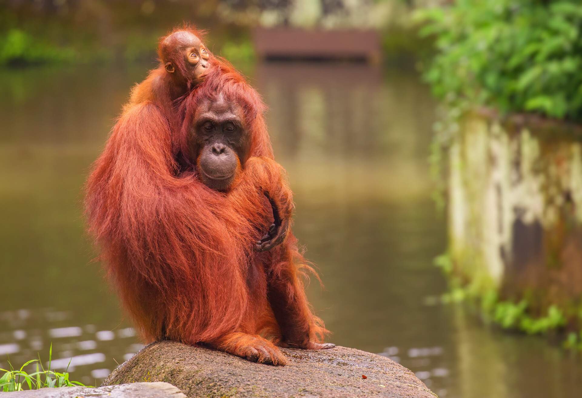Orangutan in the Singapore Zoo at the tree; Shutterstock ID 289290284