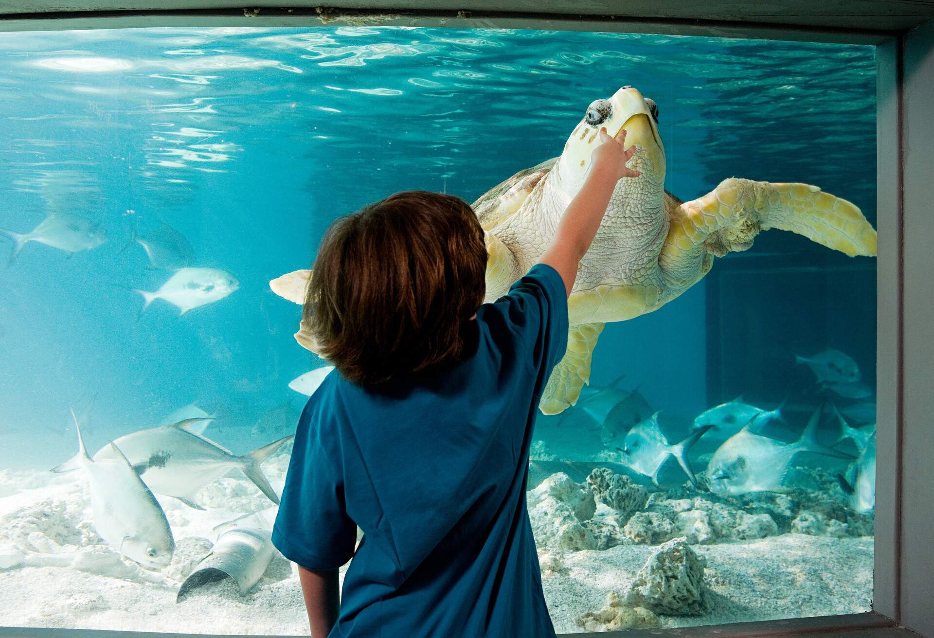 THEME_PEOPLE_BOY_AND_SEA-TURTLE_GettyImages-121331510