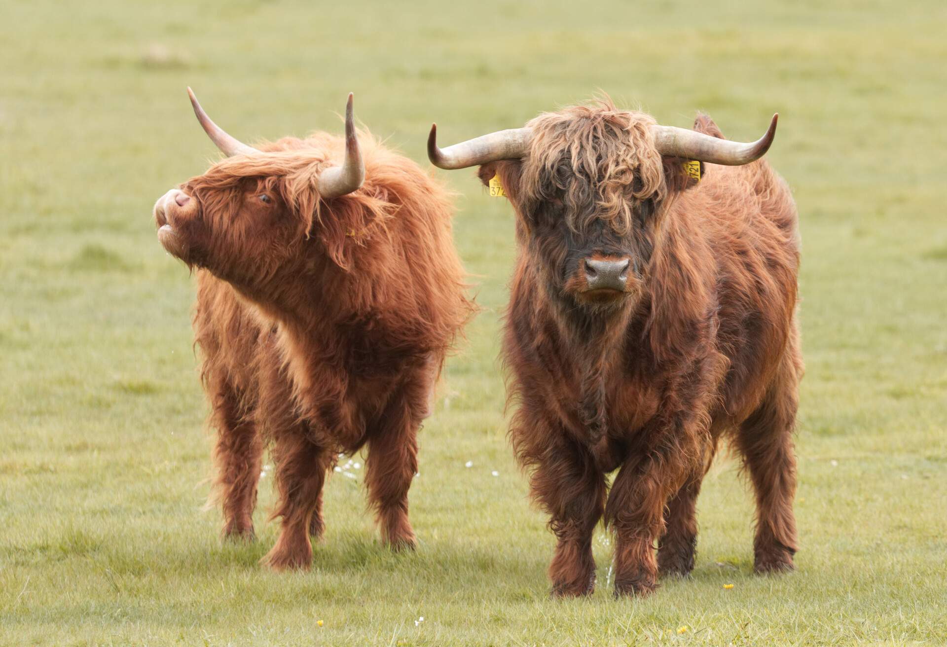 Scotland-nature