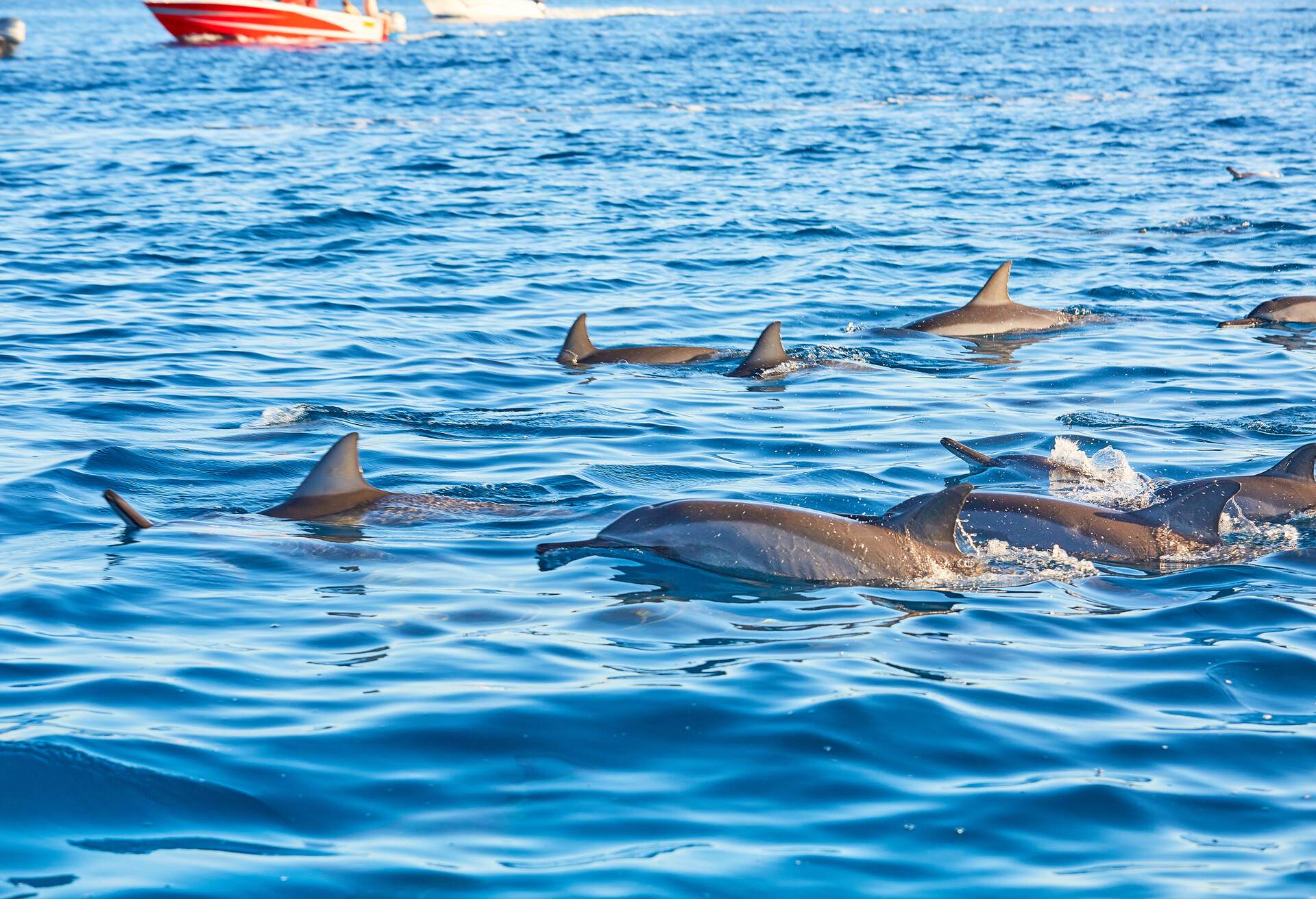 Group of frolicking dolphins, amazing experience, Mauritius, Indian ocean; Shutterstock ID 1372088342