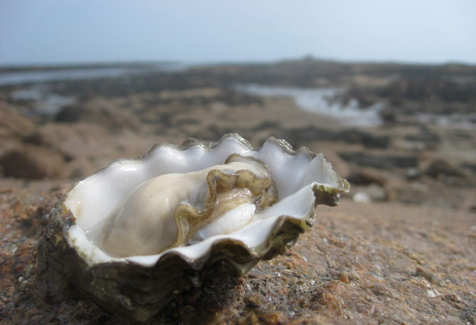 Opened oyster on rock at low tide at La Rocque, Jersey, Channel Islands. La Rocque tower in the distance. Camera used - Canon IXUS 950 IS