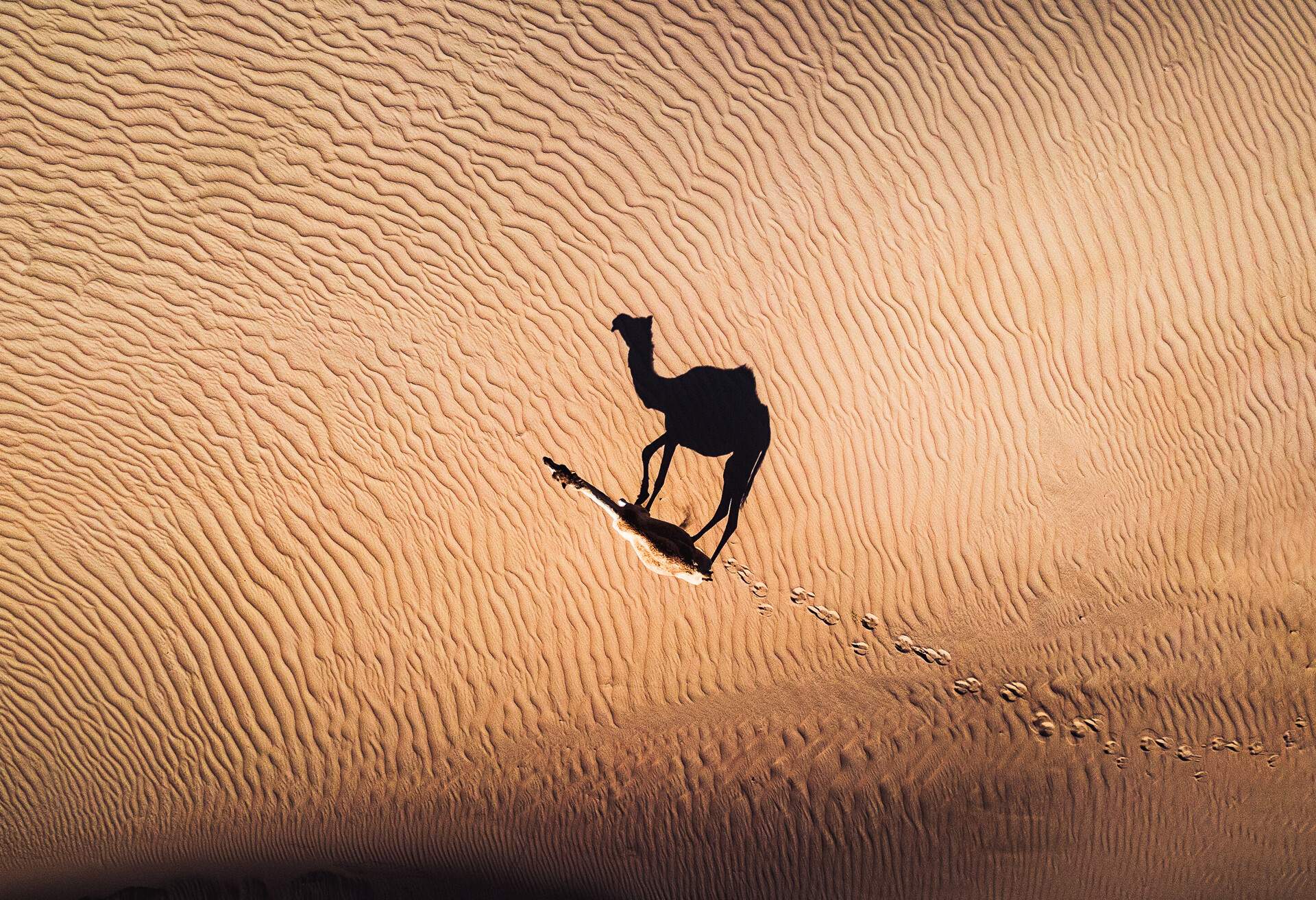 DEST_UAE_DUBAI_DESERT_CAMEL_GettyImages