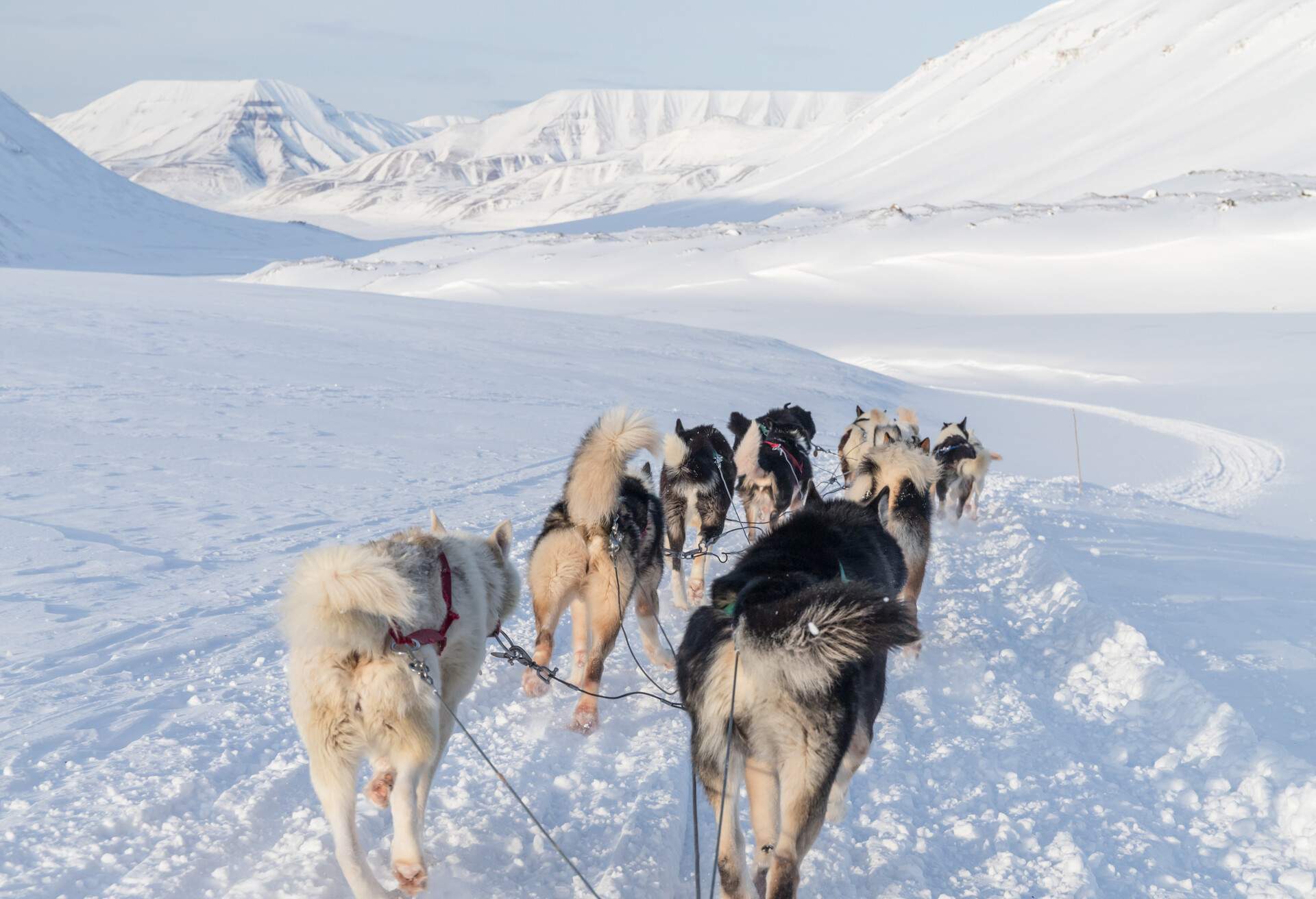 A team of strong and determined sledge dogs pulling a sled through a snowy landscape, showcasing their power and endurance in the wintry wilderness.