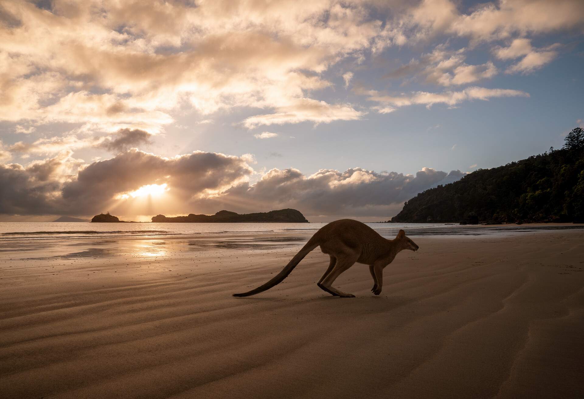 Silhouette of a kangaroo on the beach at the sunrise