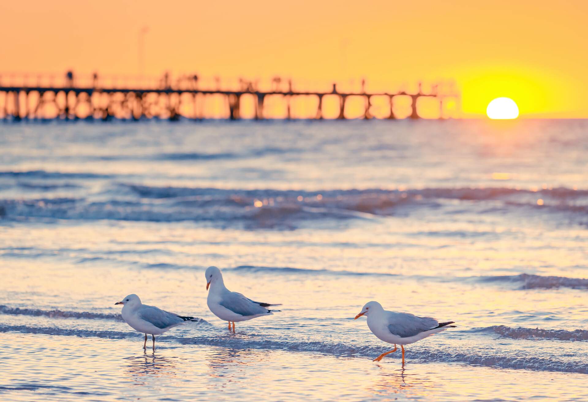 Seagulls at Semaphore Beach with pier on the background at sunset, South Australia