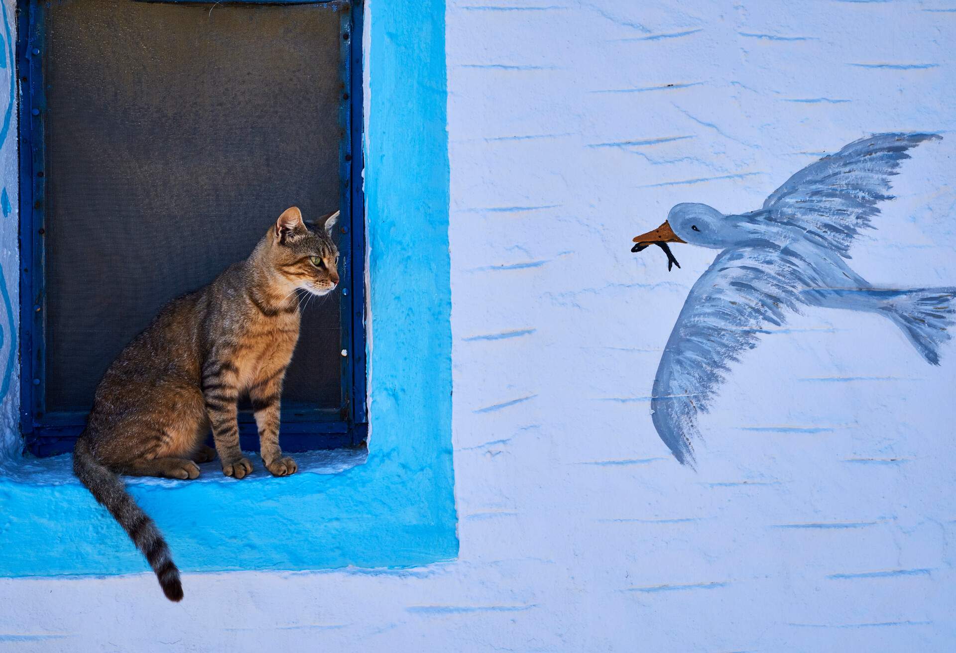 Greece, Cyclades, street cat