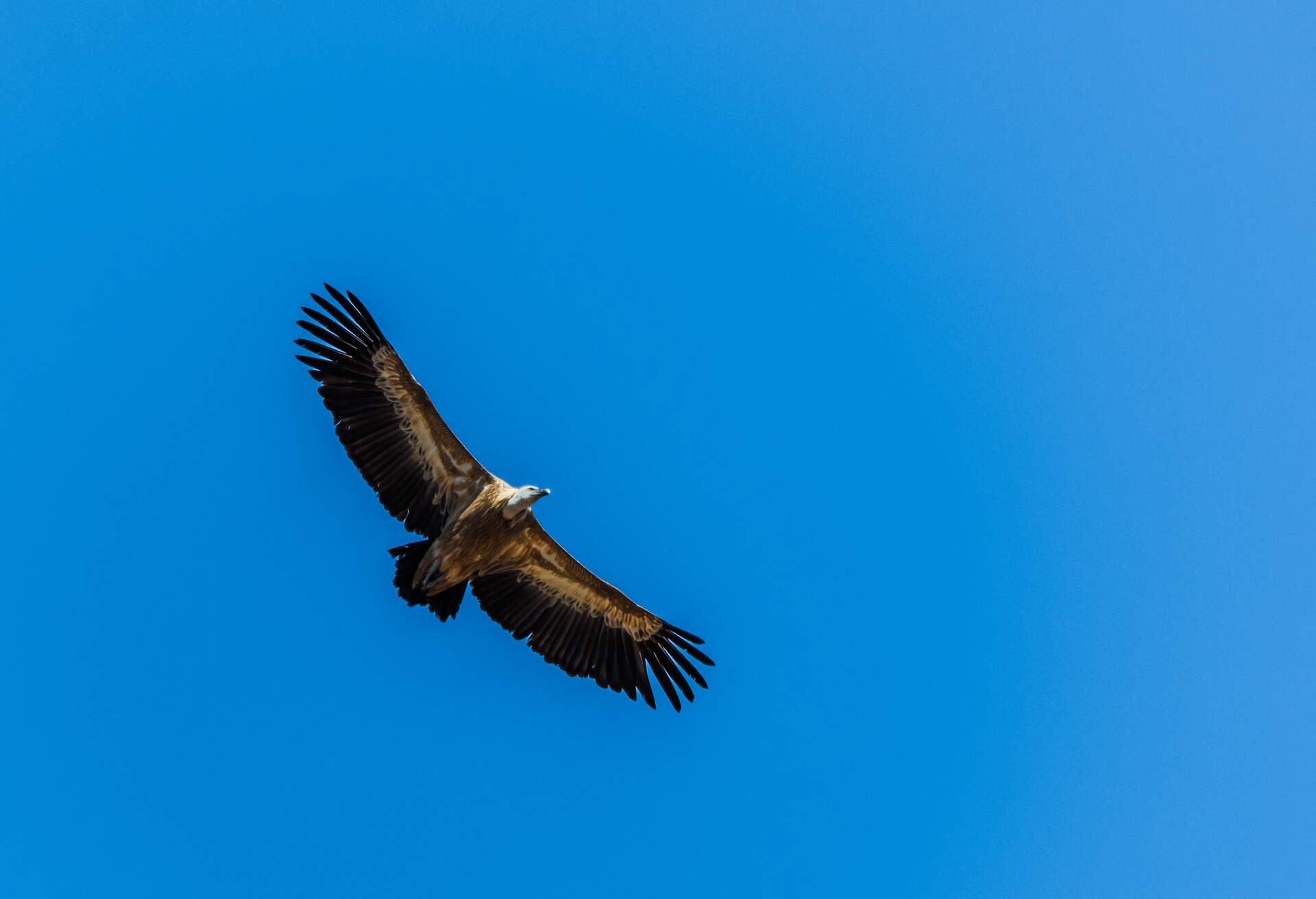 DEST_GREECE_CRETE_EAGLE_GettyImages-1186253461.jpg