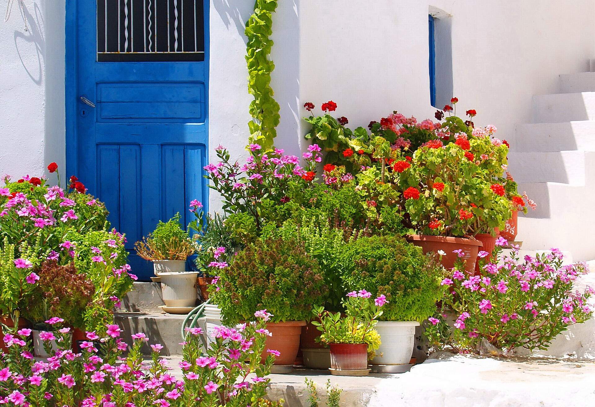 Colorful flowers outside traditional blue door entrance of a whitewashed house in Serifos Island, Cyclades, Greece