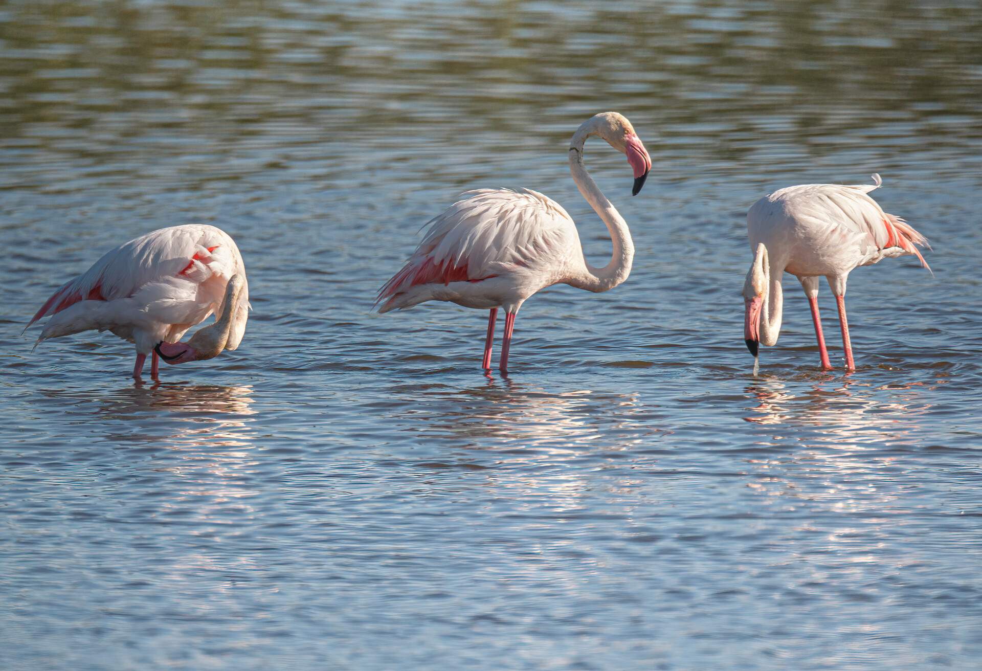 DEST_SPAIN_DONANA_NATIONAL_PARK_FLAMINGOS_GettyImages-1344141256.jpg