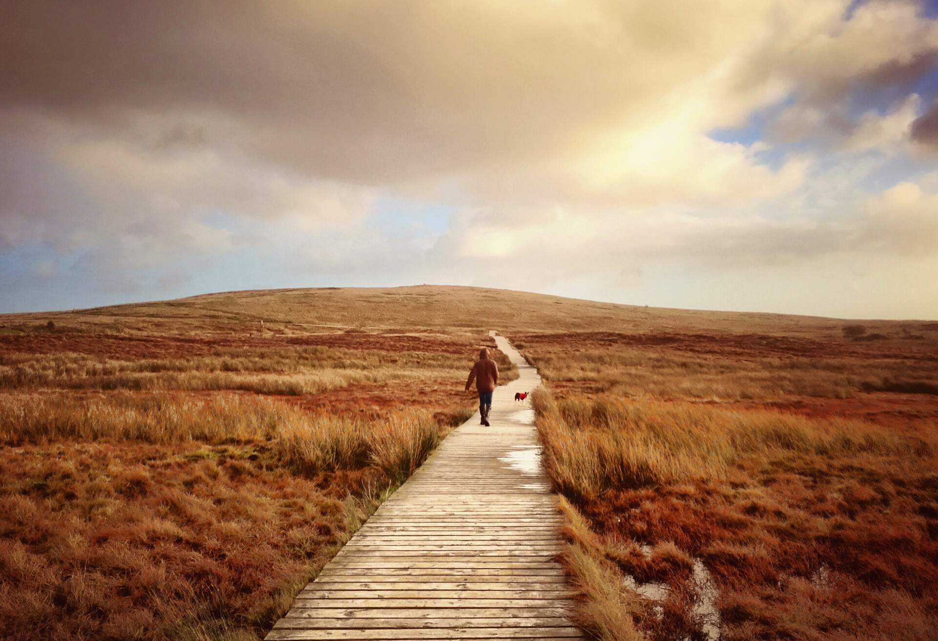 A person and a dog walk on a wooden footpath that leads towards a mountain.