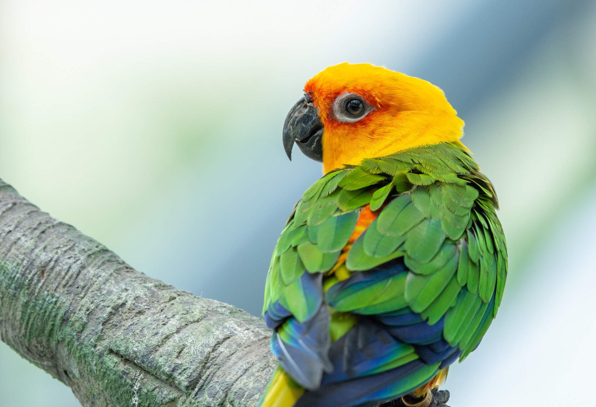 A Jenday Conure (Aratinga jandaya) perched in a tree, also known as jandaya parakeet is a small Neotropical bird found in northeastern Brazil.