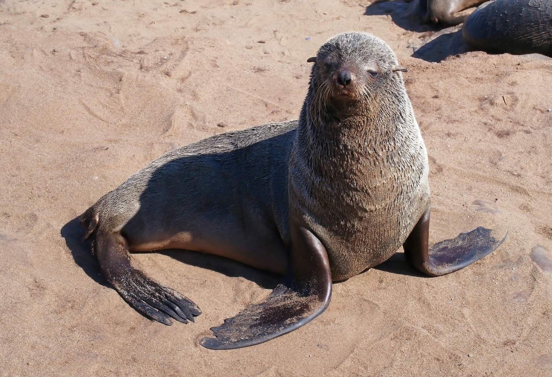 Close-up picture of a seal at Cape Cross Reserve, Namibia