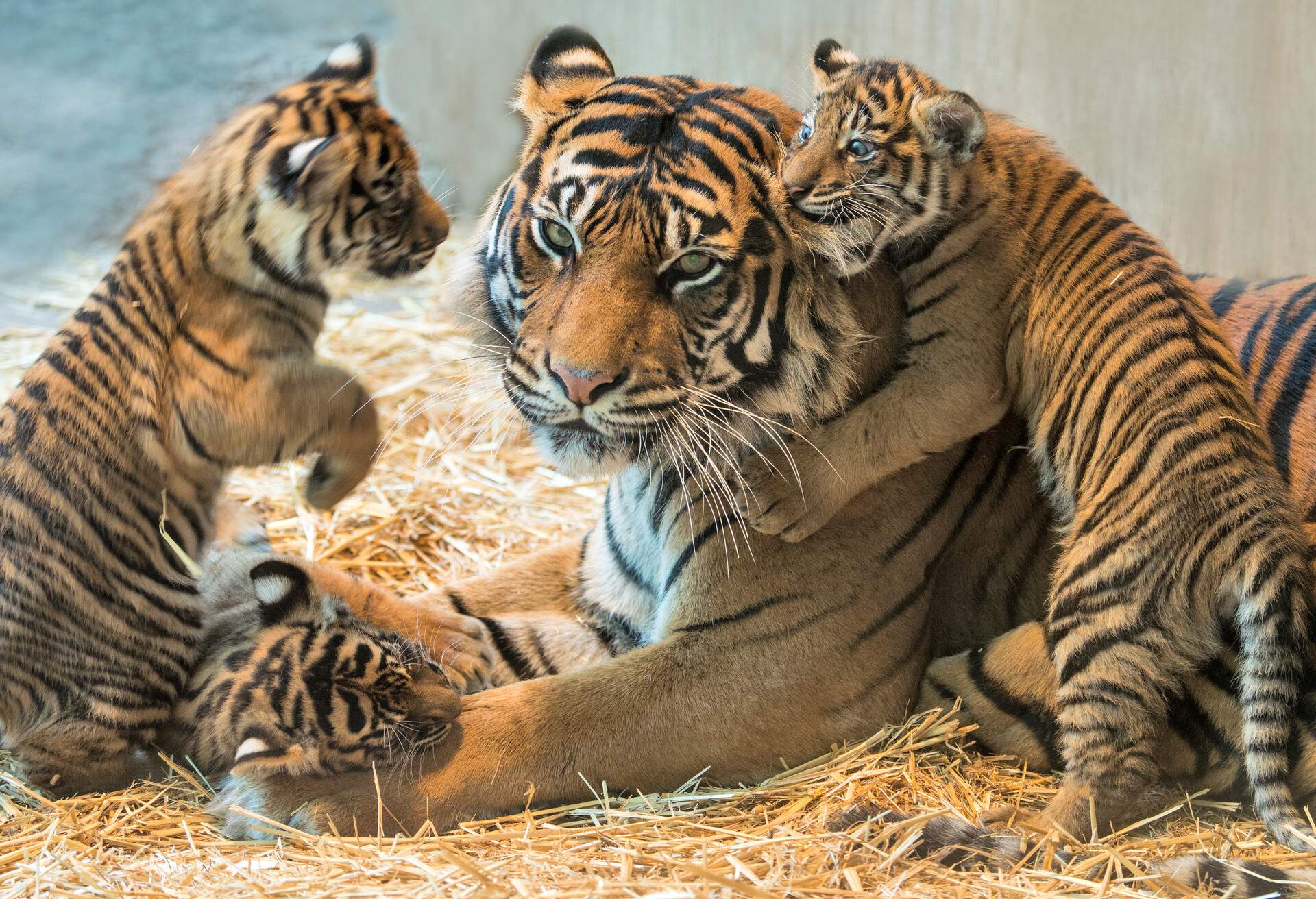 Panthera tigris sumatrae, cubs and mother.