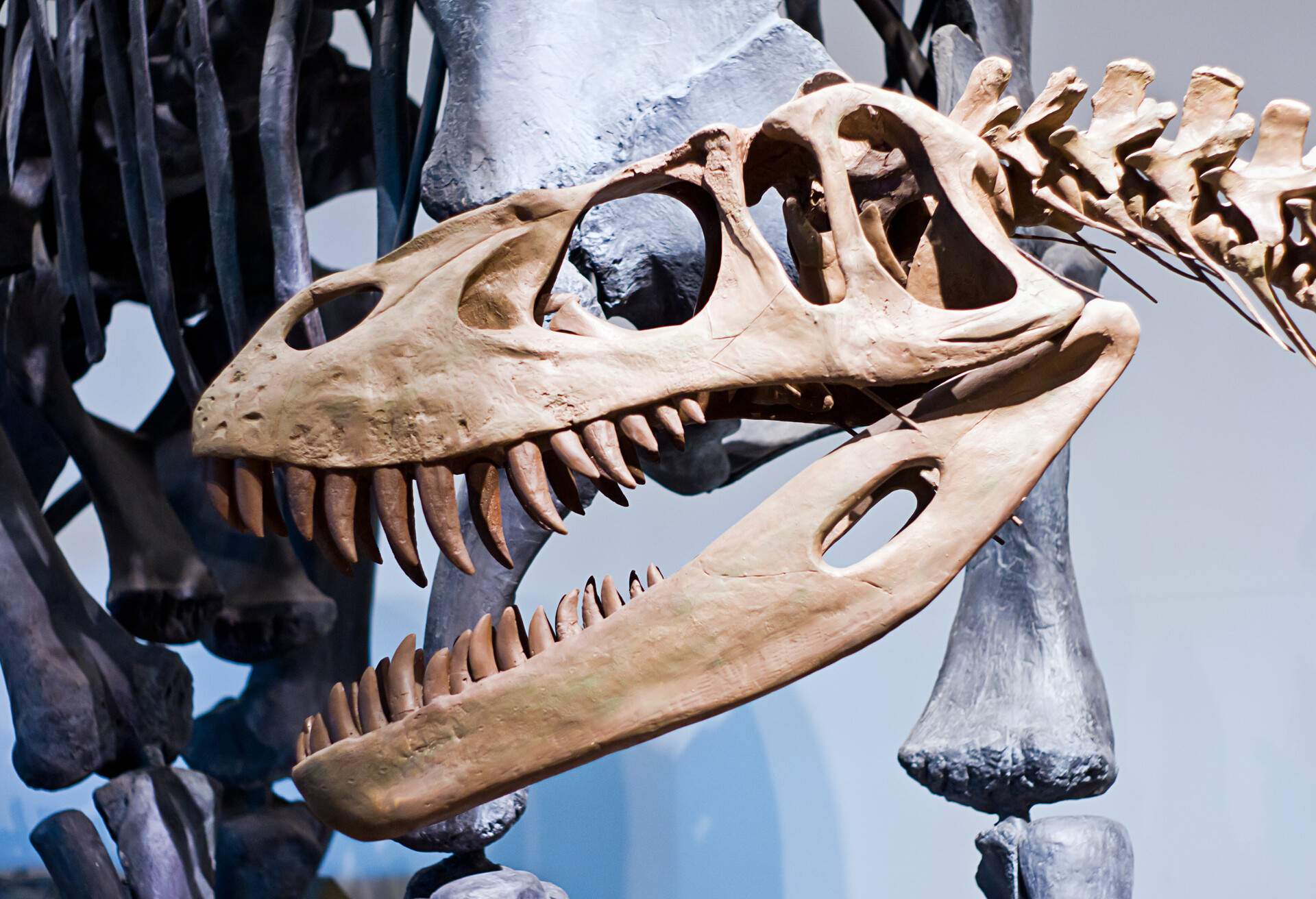 THEME_MUSEUM_DINOSAUR_SKELETON_GettyImages