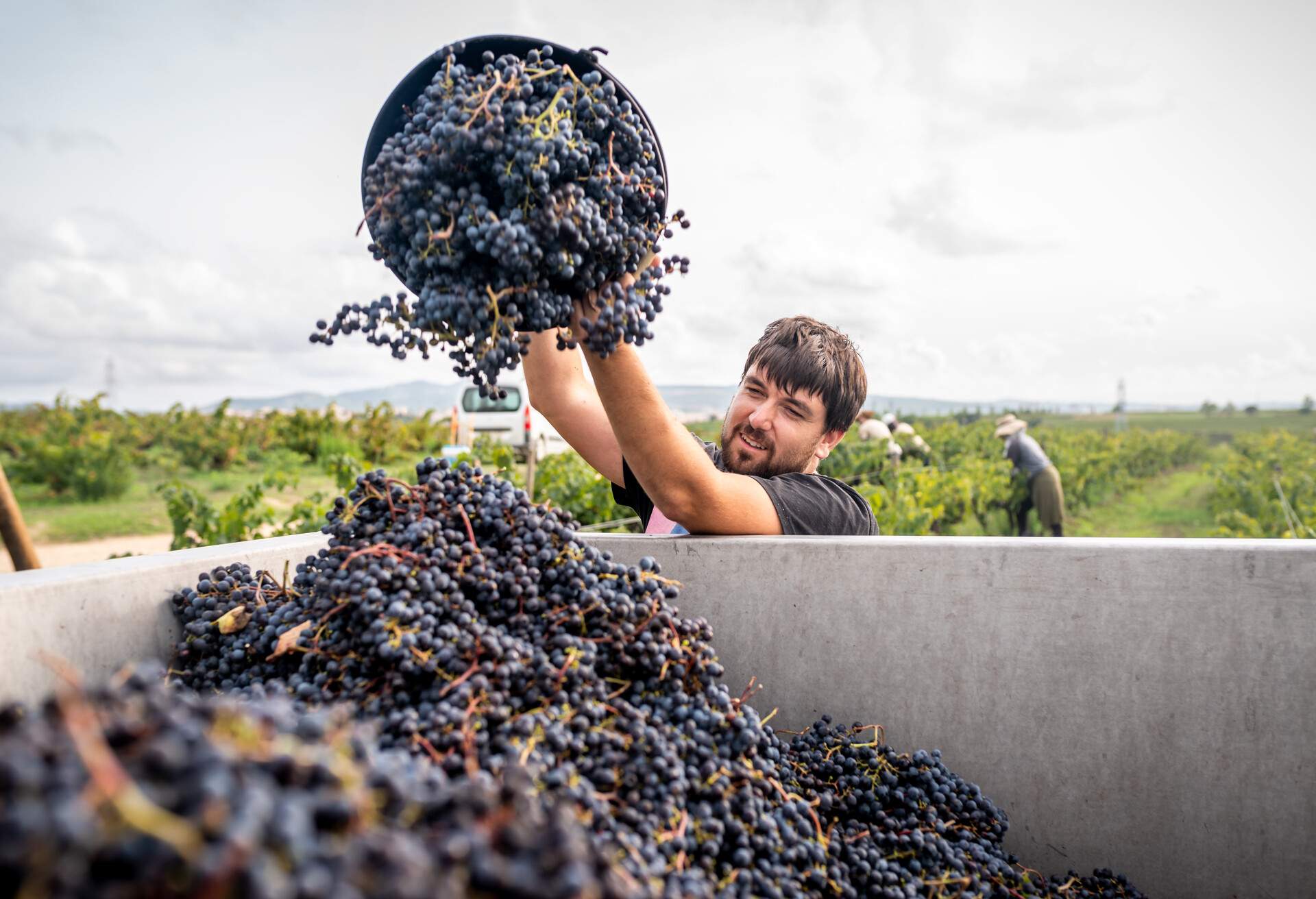 Young Vineyard farmer filling truck of harvested red grapes