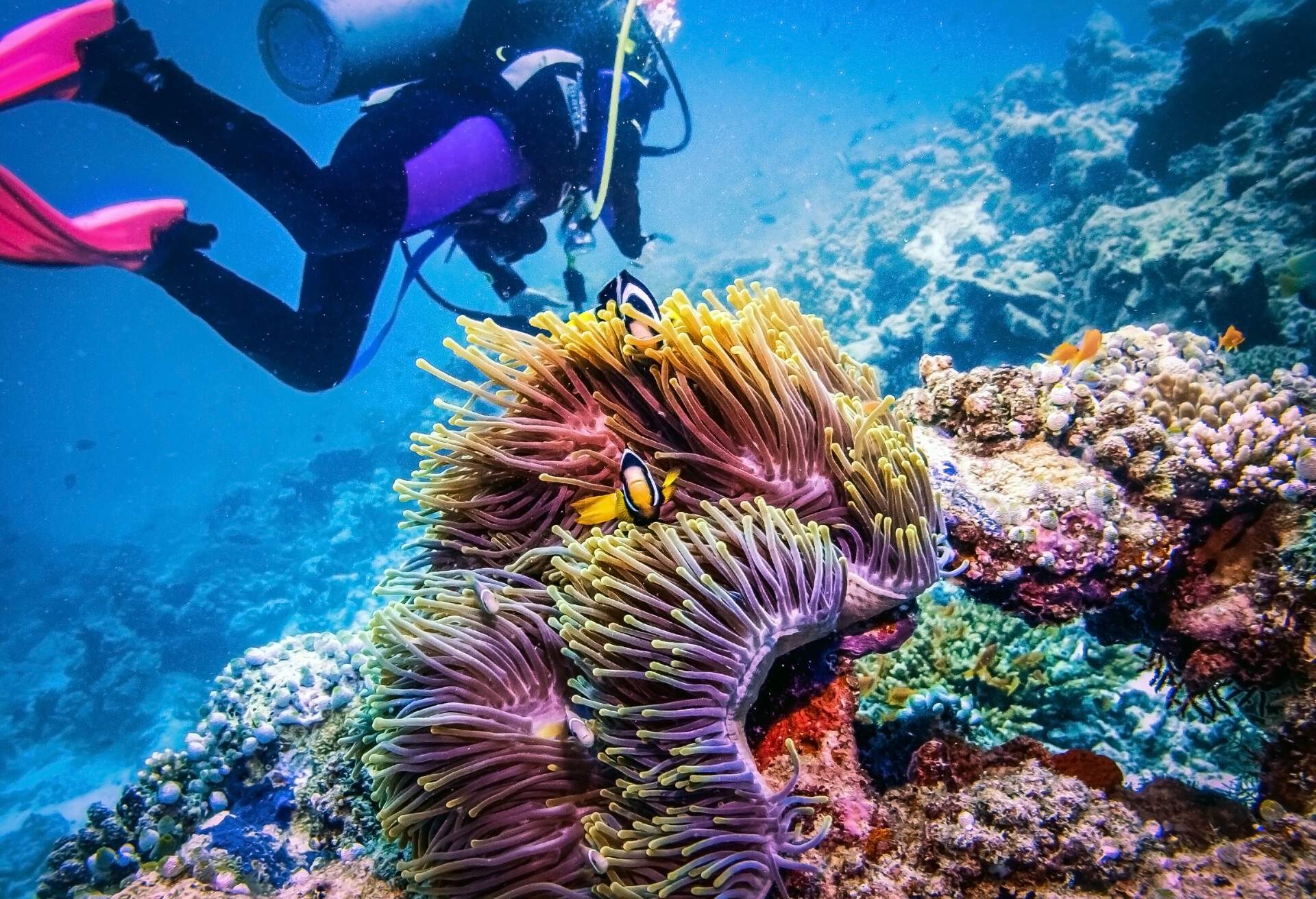 A Diver exploring coral reef. Two clownfish with actinia