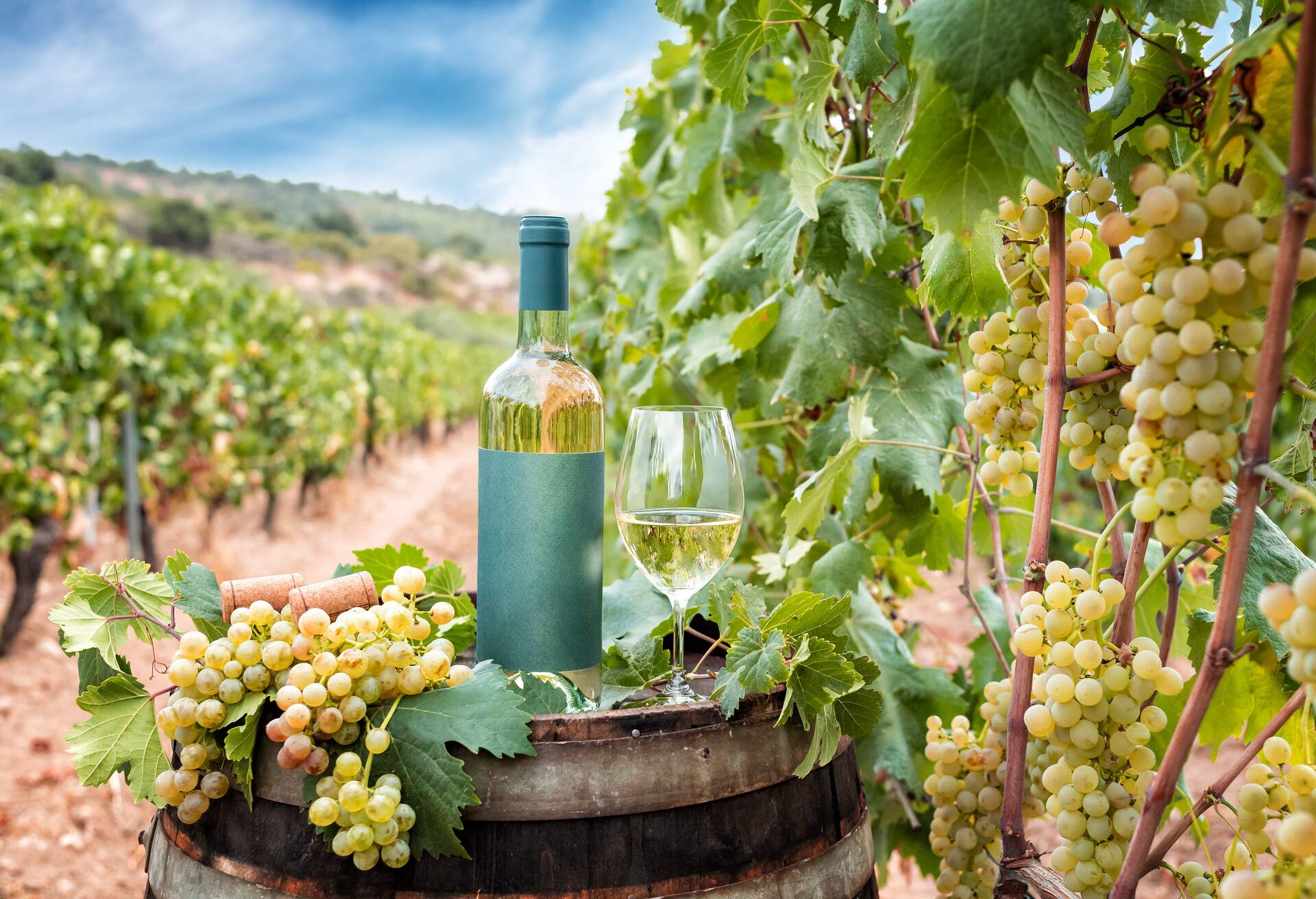 THEME_WINE_VERMENTINO-DI-SARDEGNA_GettyImages-1417047661