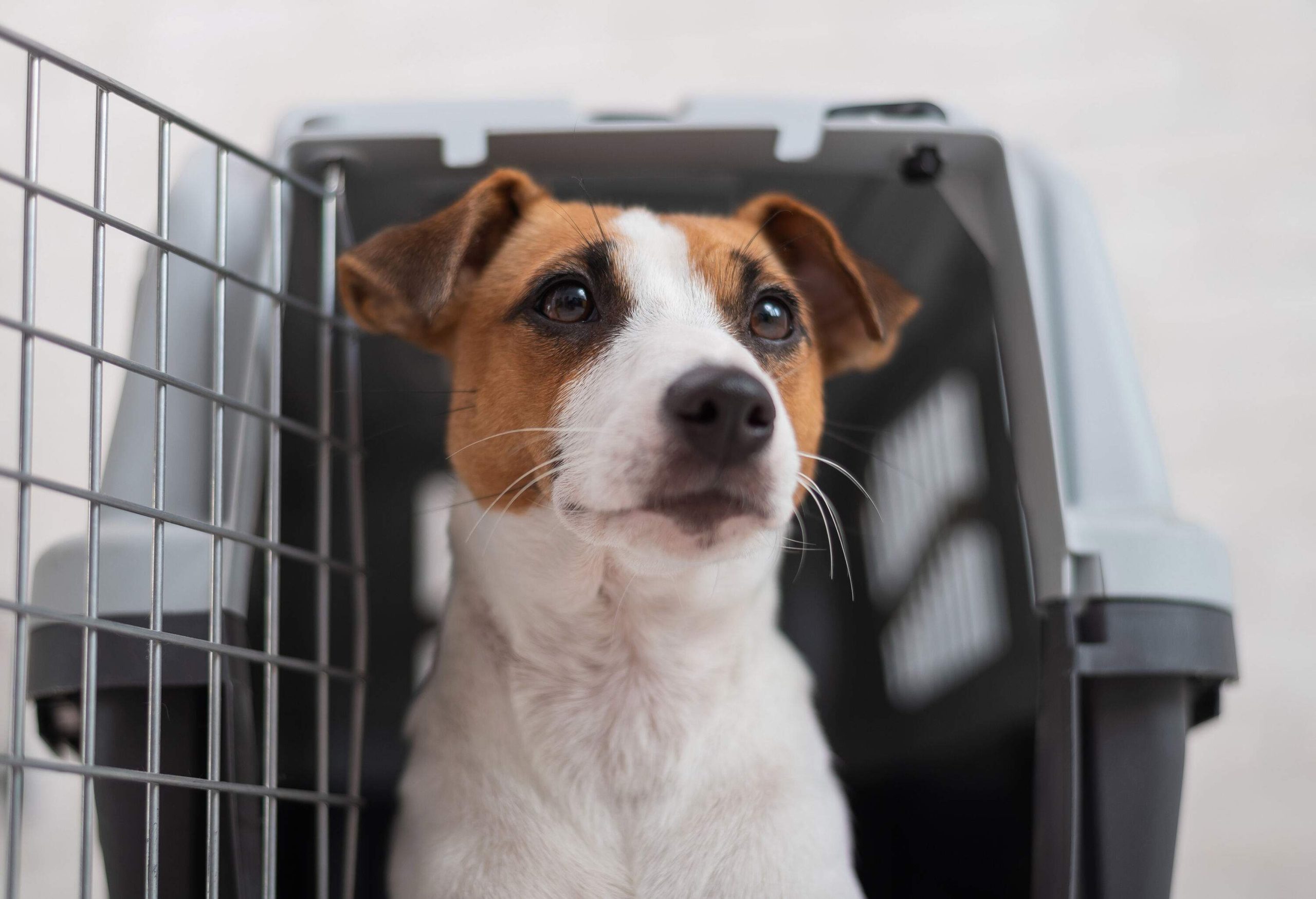 A brown and white dog sits beside an opened carrier.