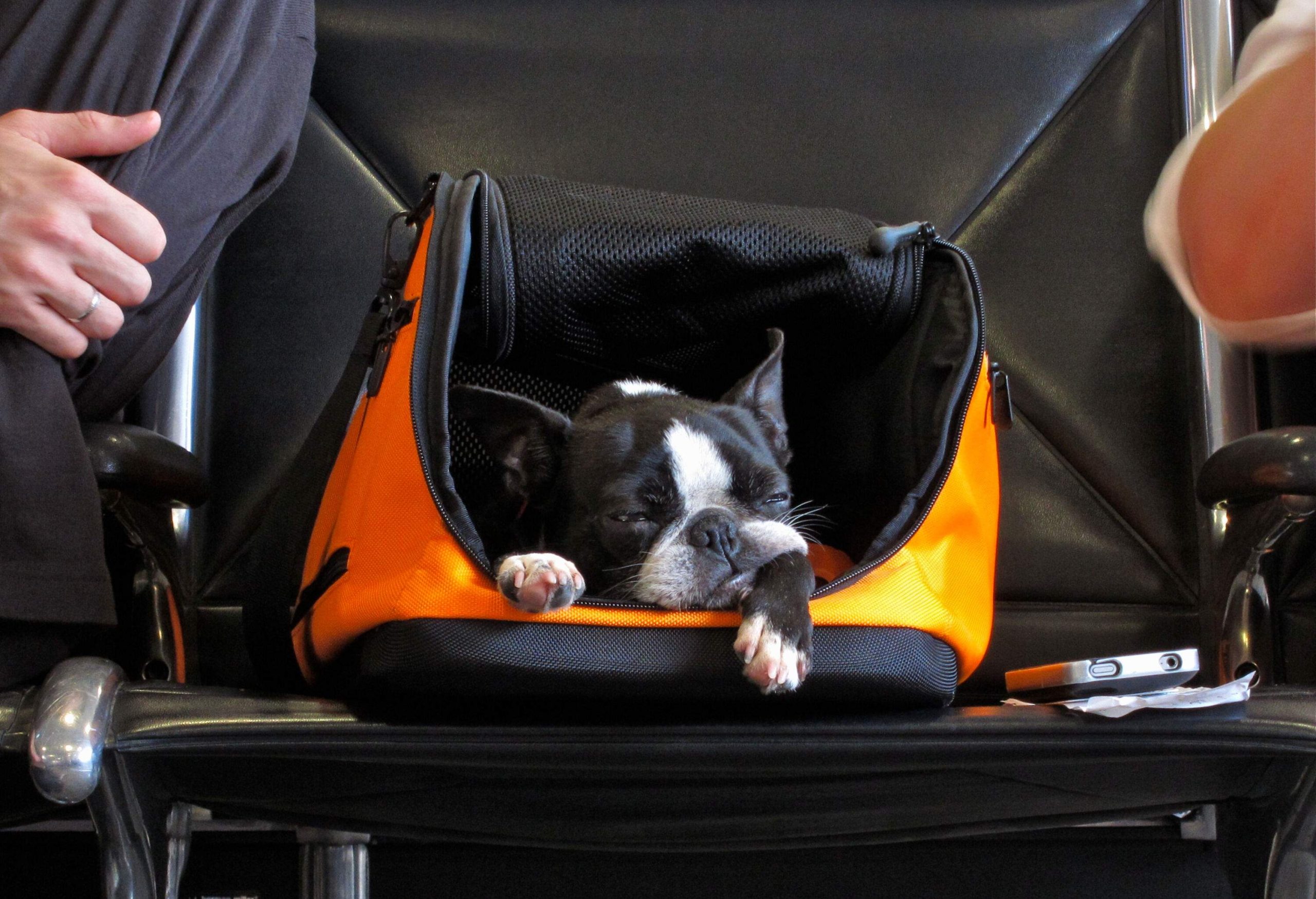 A sleepy black dog inside a square dog bag on a black chair.